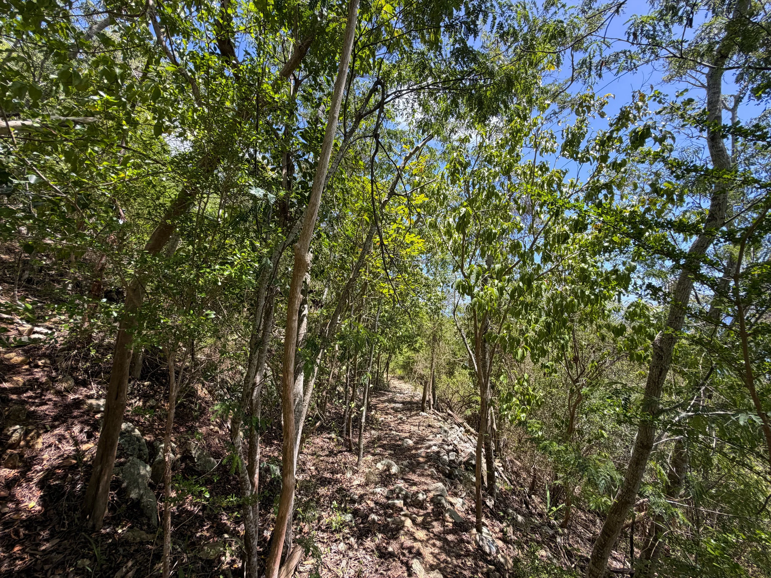 L'Esperance Trail Virgin Islands National Park