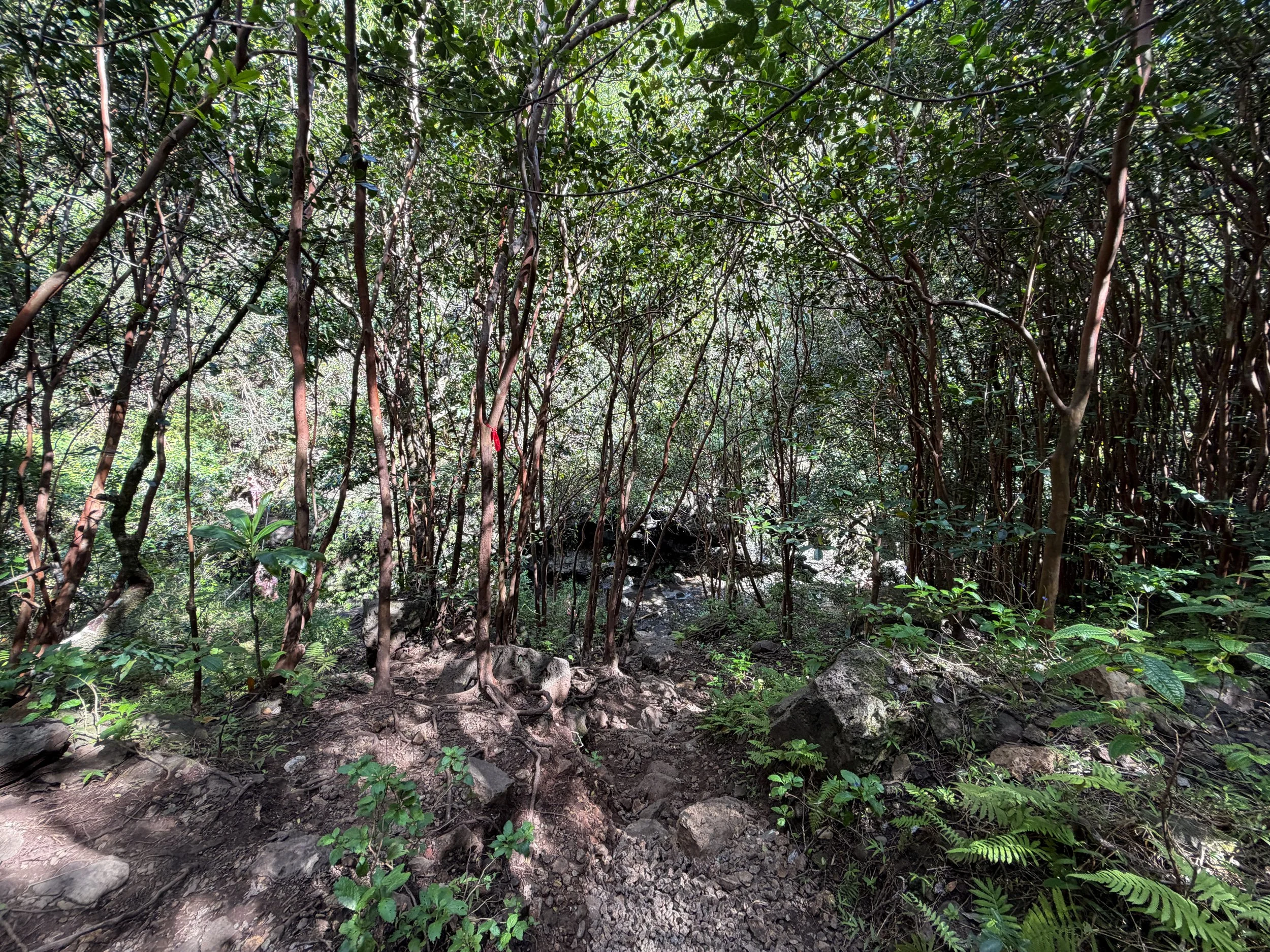 Waimano Falls Trail Oahu Hawaii