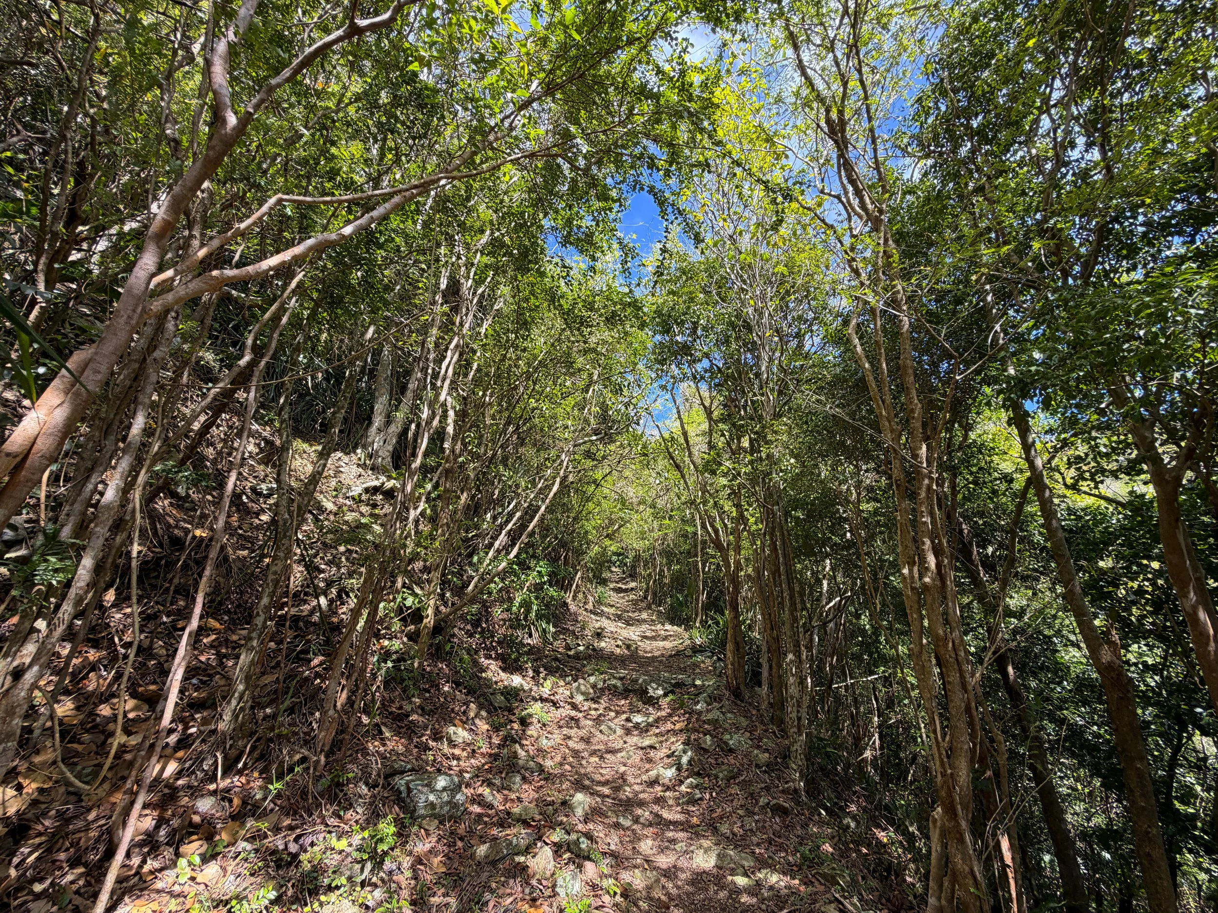 Bordeaux Mountain Trail Virgin Islands National Park