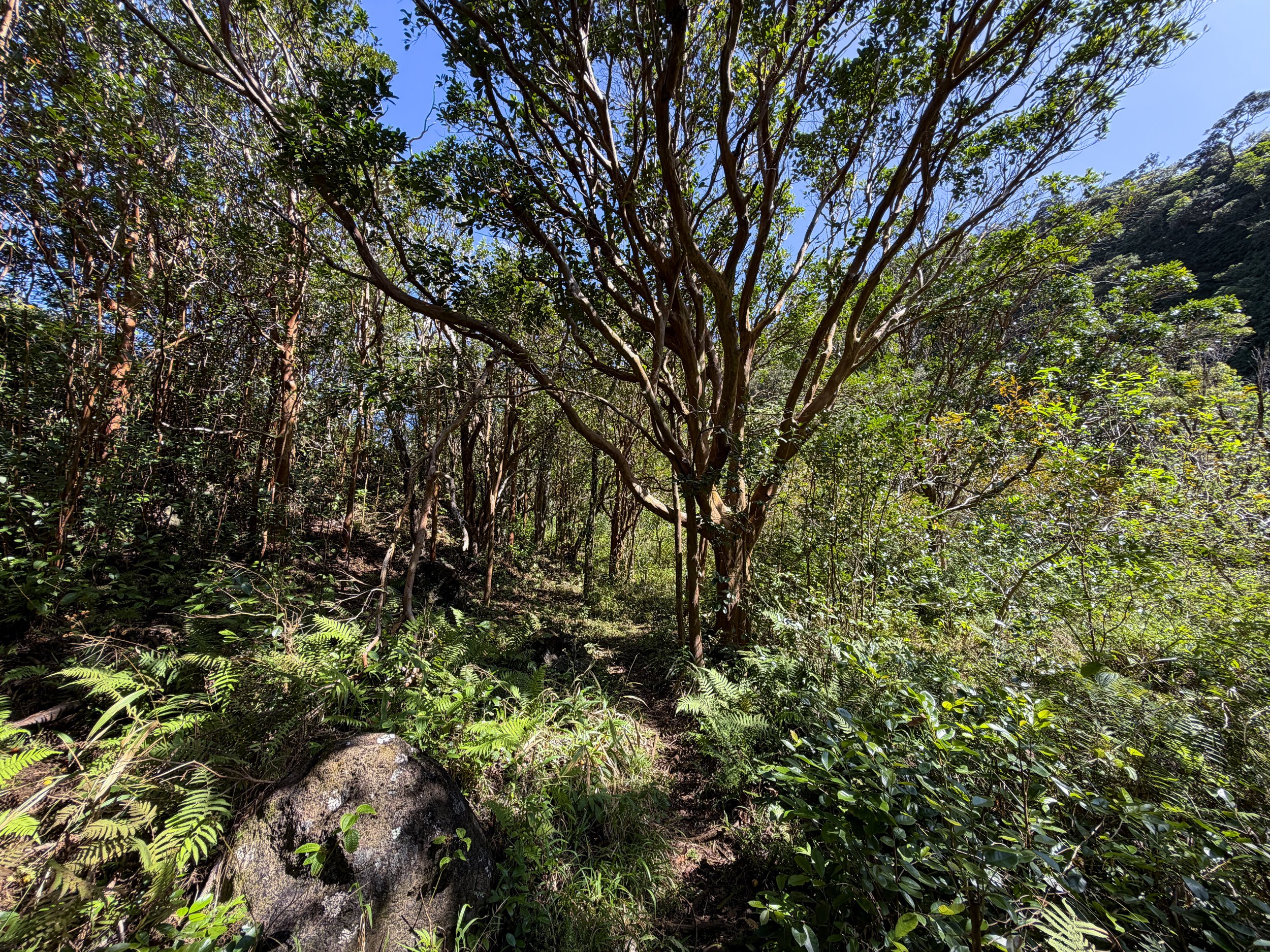 Kulanaahane Trail Oahu Hawaii