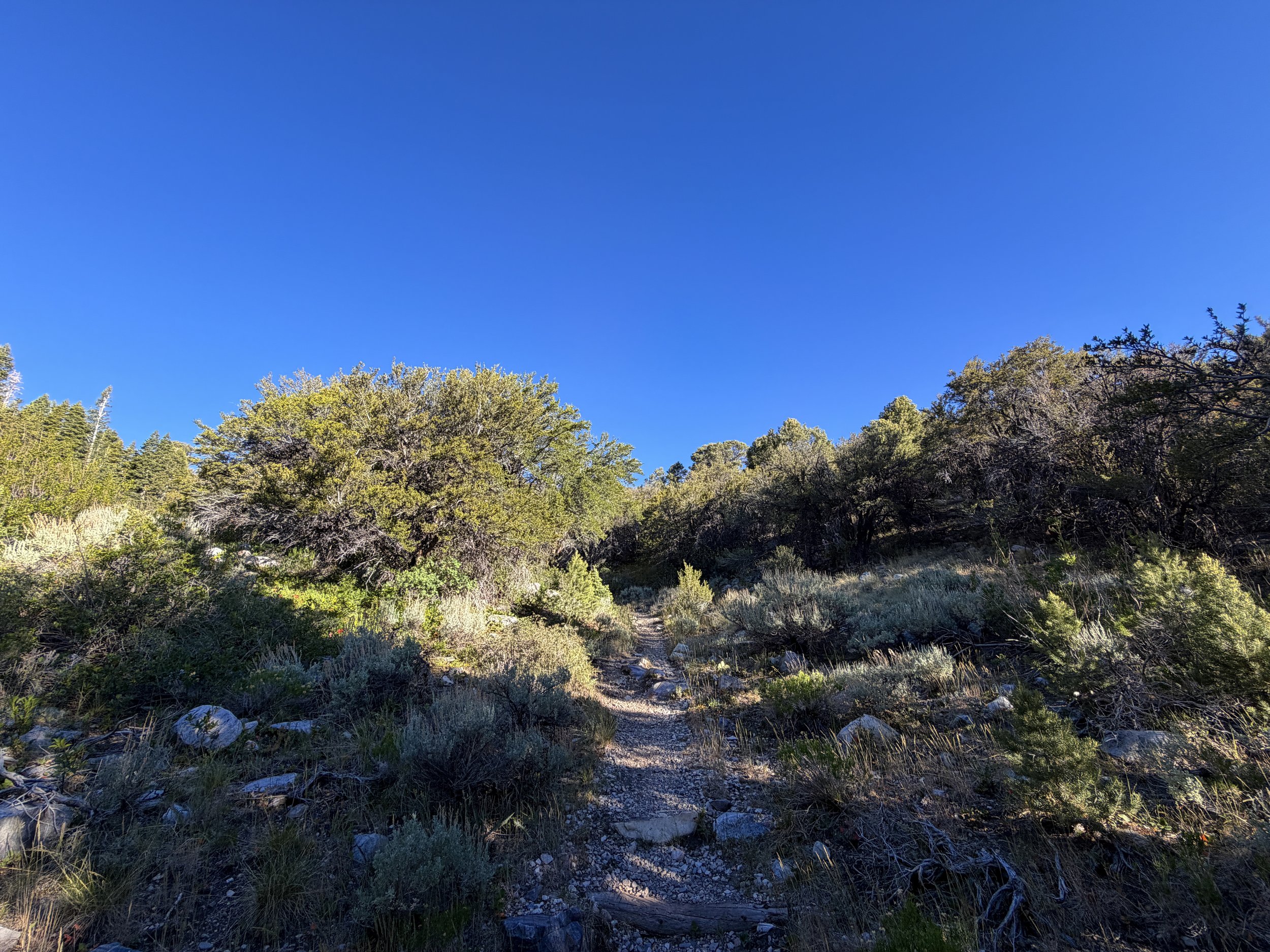 Lehman Creek Trail Great Basin National Park Nevada