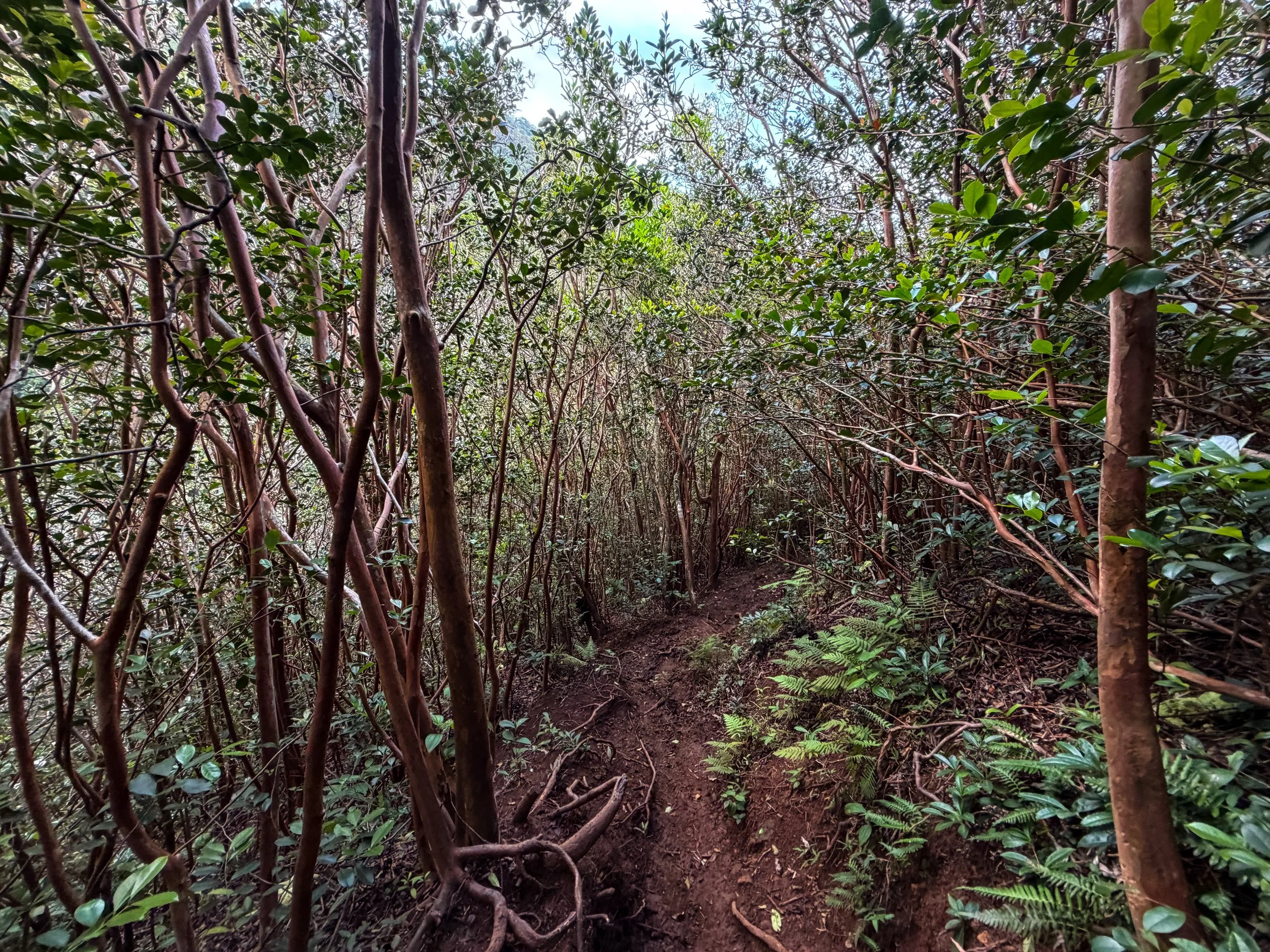 Kaau Crater Trail Oahu Hawaii