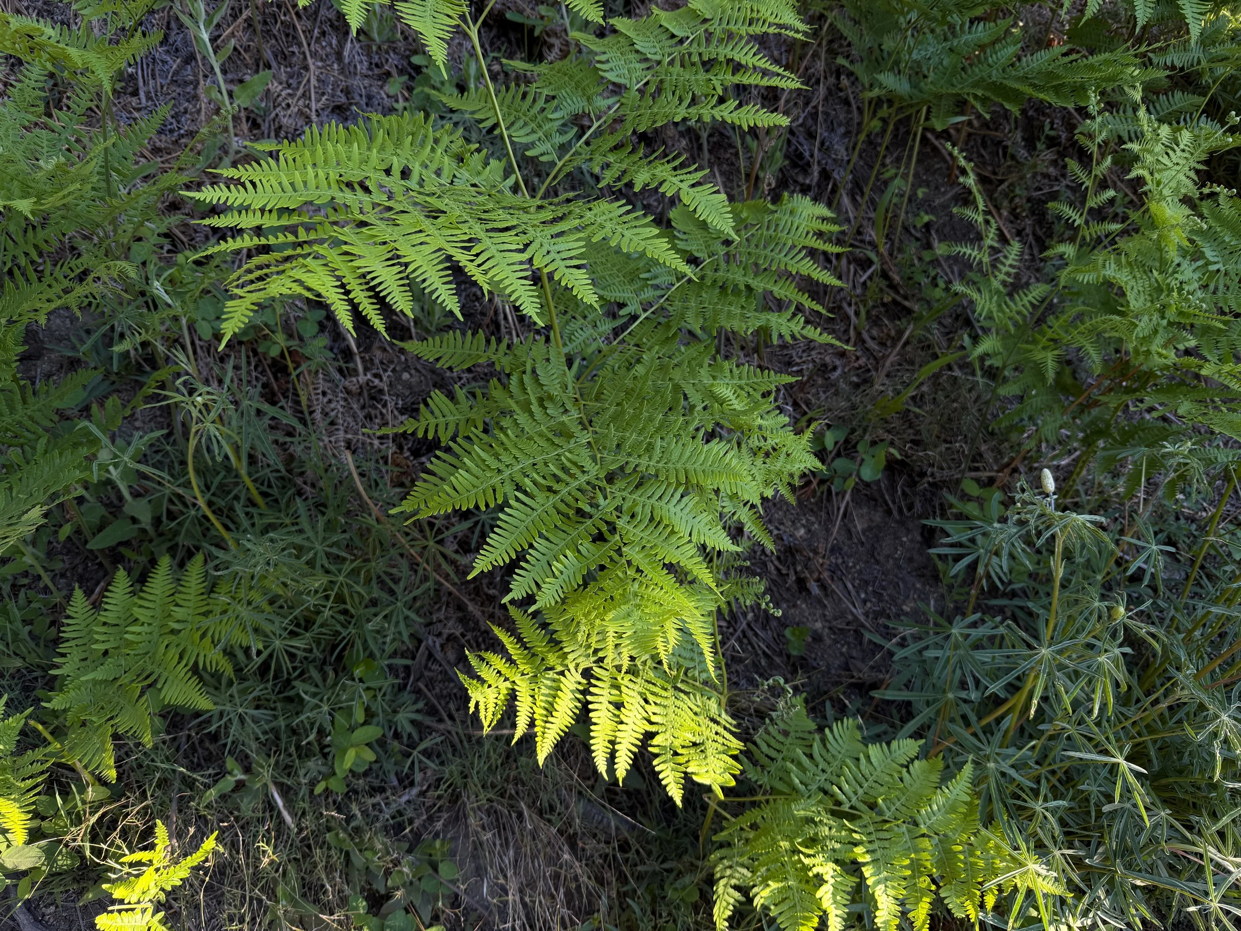 Bracken Fern Pteridium aquilinum