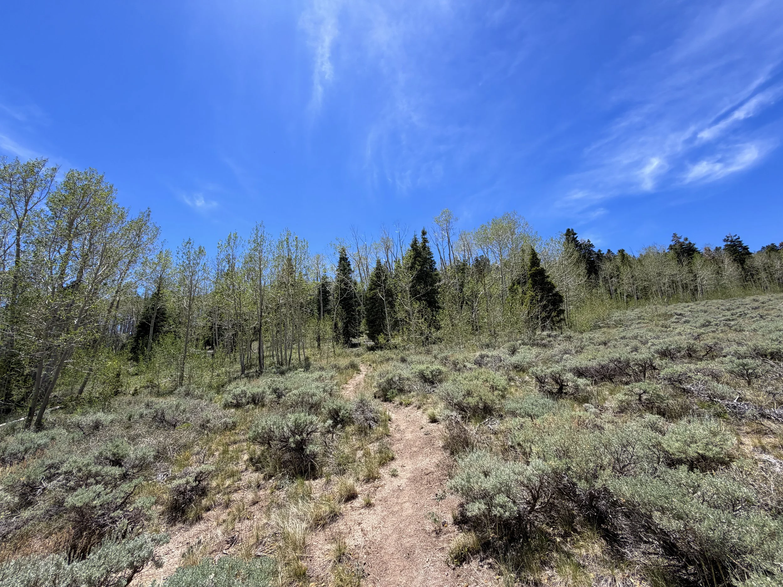 Serviceberry Loop Trail Great Basin National Park Nevada