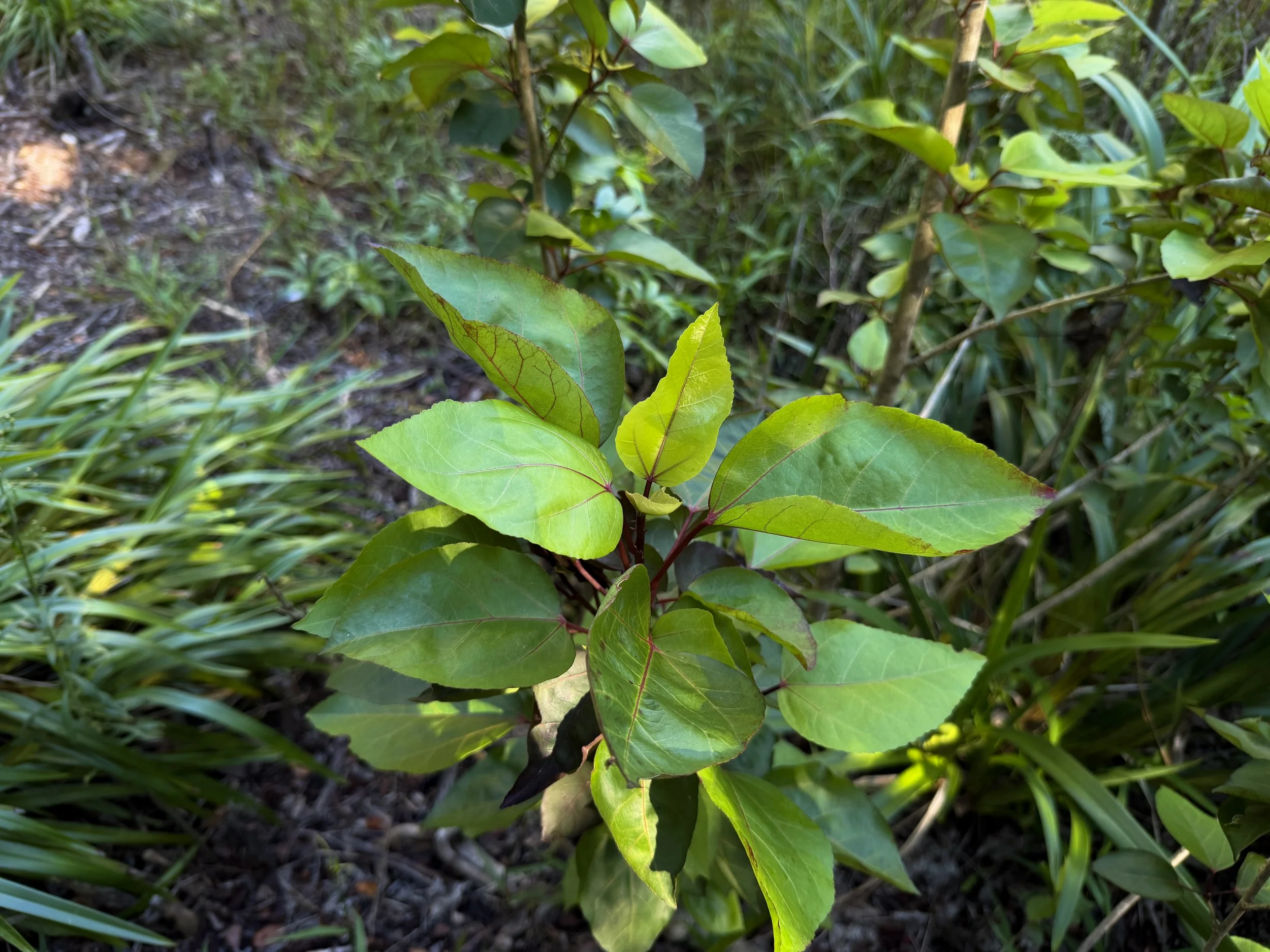 Kokio Keokeo Hibiscus arnottianus subsp. arnottianus