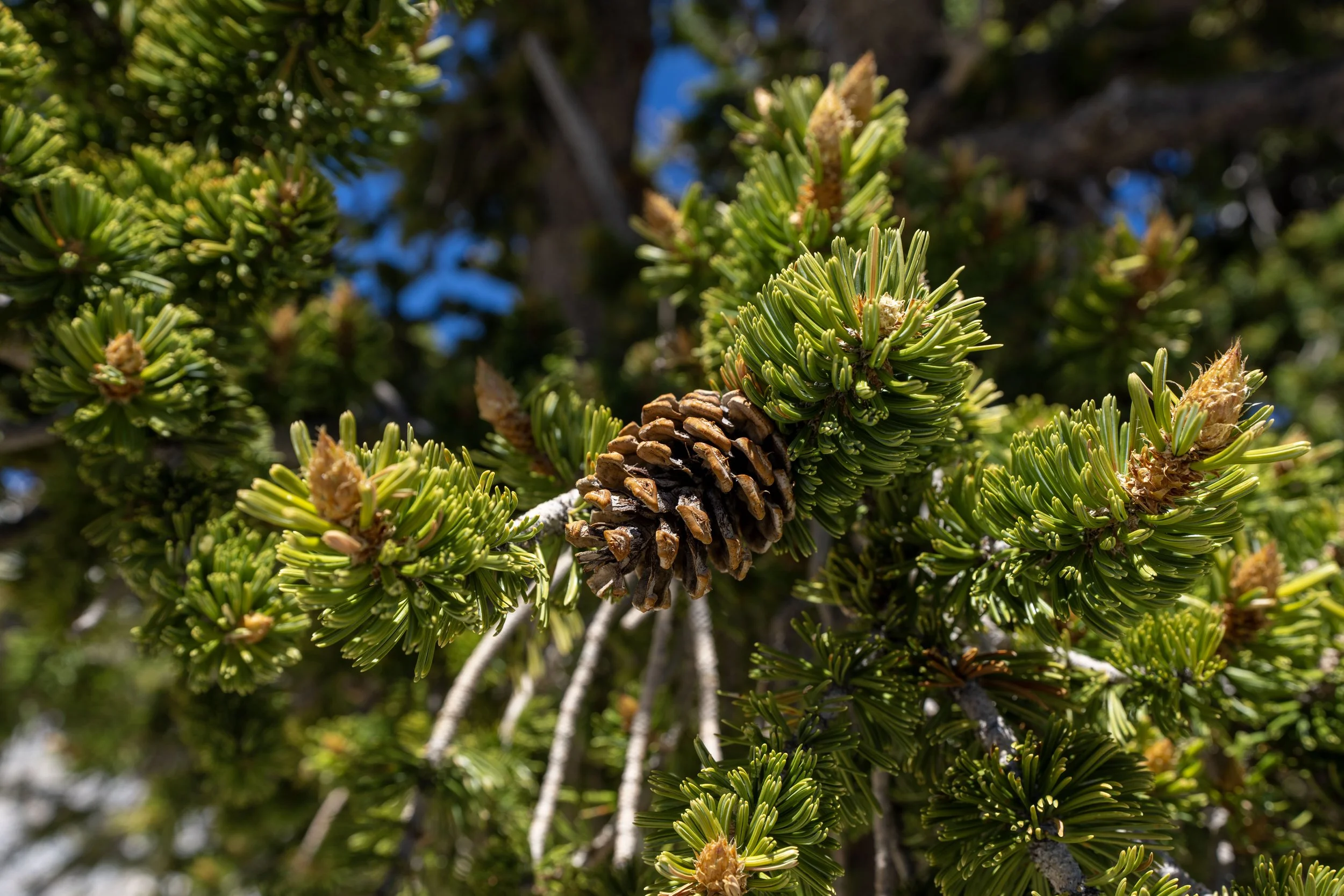 Magic Grove Snake Divide Trail Great Basin National Park Nevada