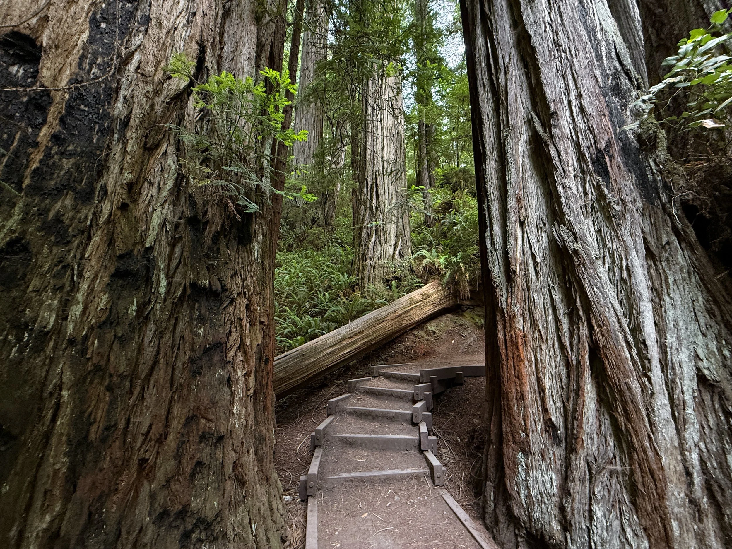 Grove of the Titans Trail Jedediah Smith Redwoods State Park California