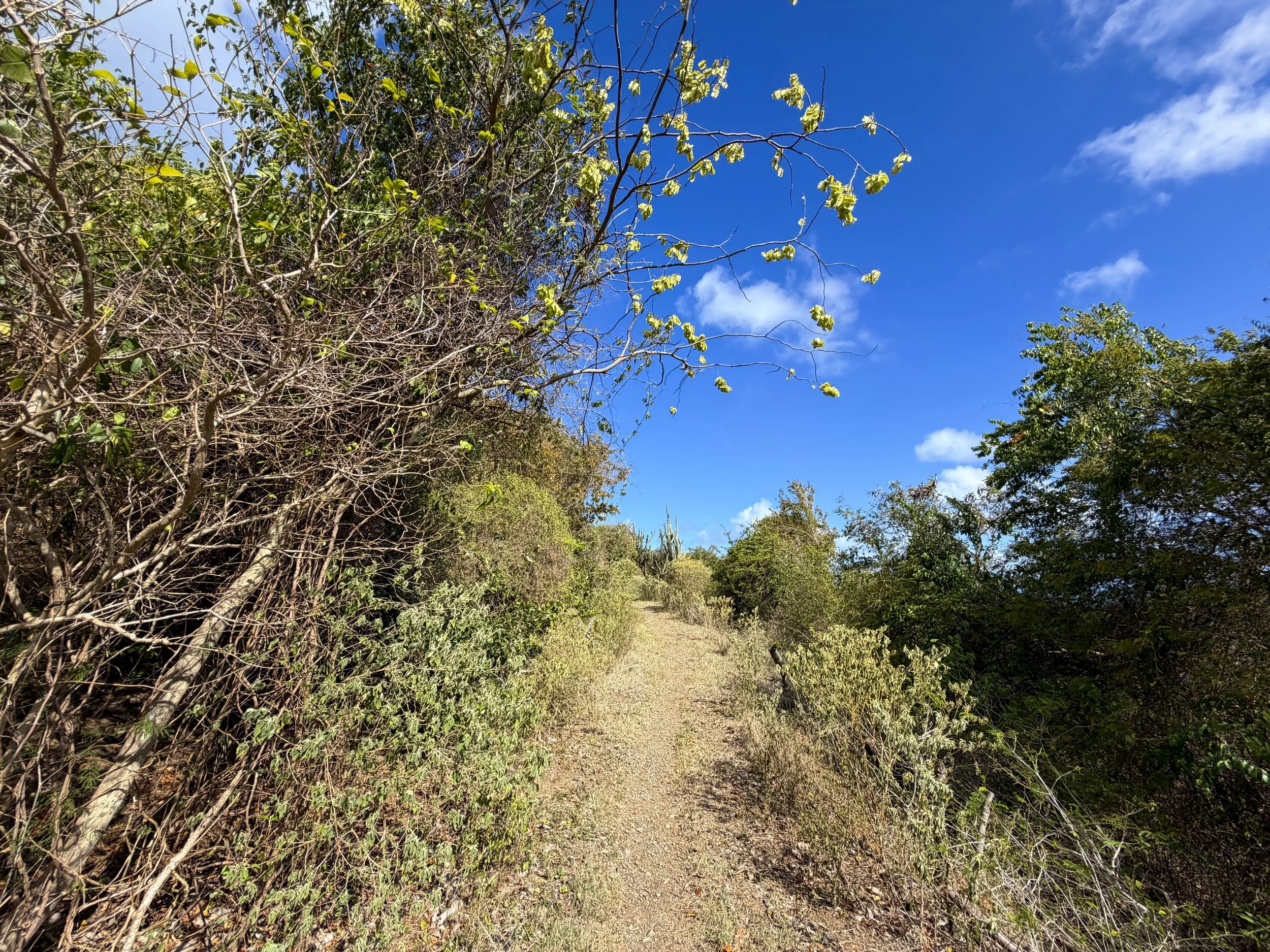 Johnny Horn Trail Virgin Islands National Park