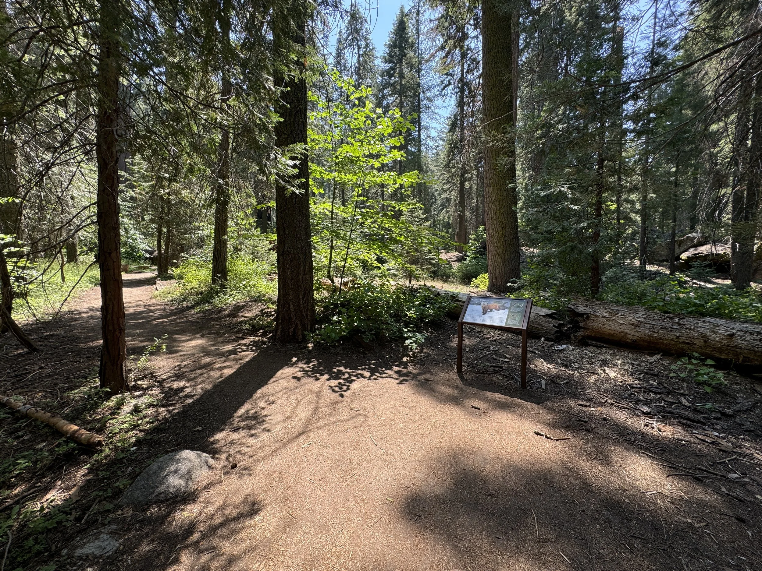 Hiking the Hazelwood Nature Loop Trail in Sequoia National Park — noahawaii