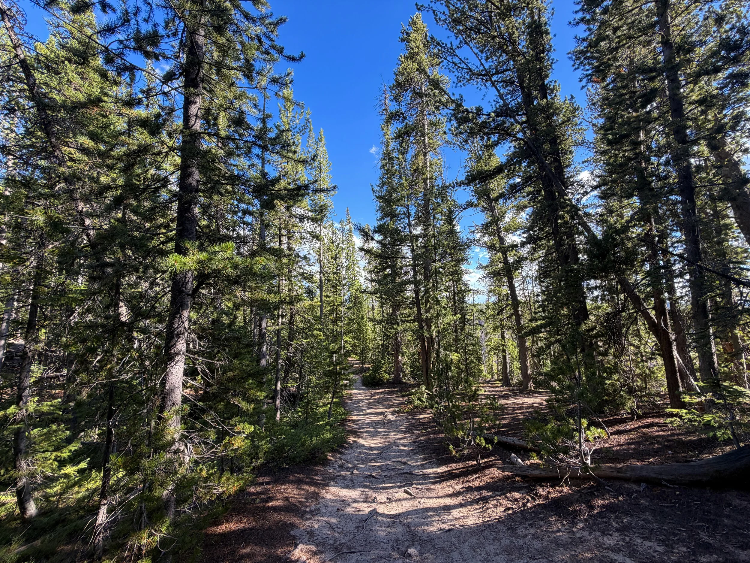 North Rim Trail Yellowstone National Park Wyoming
