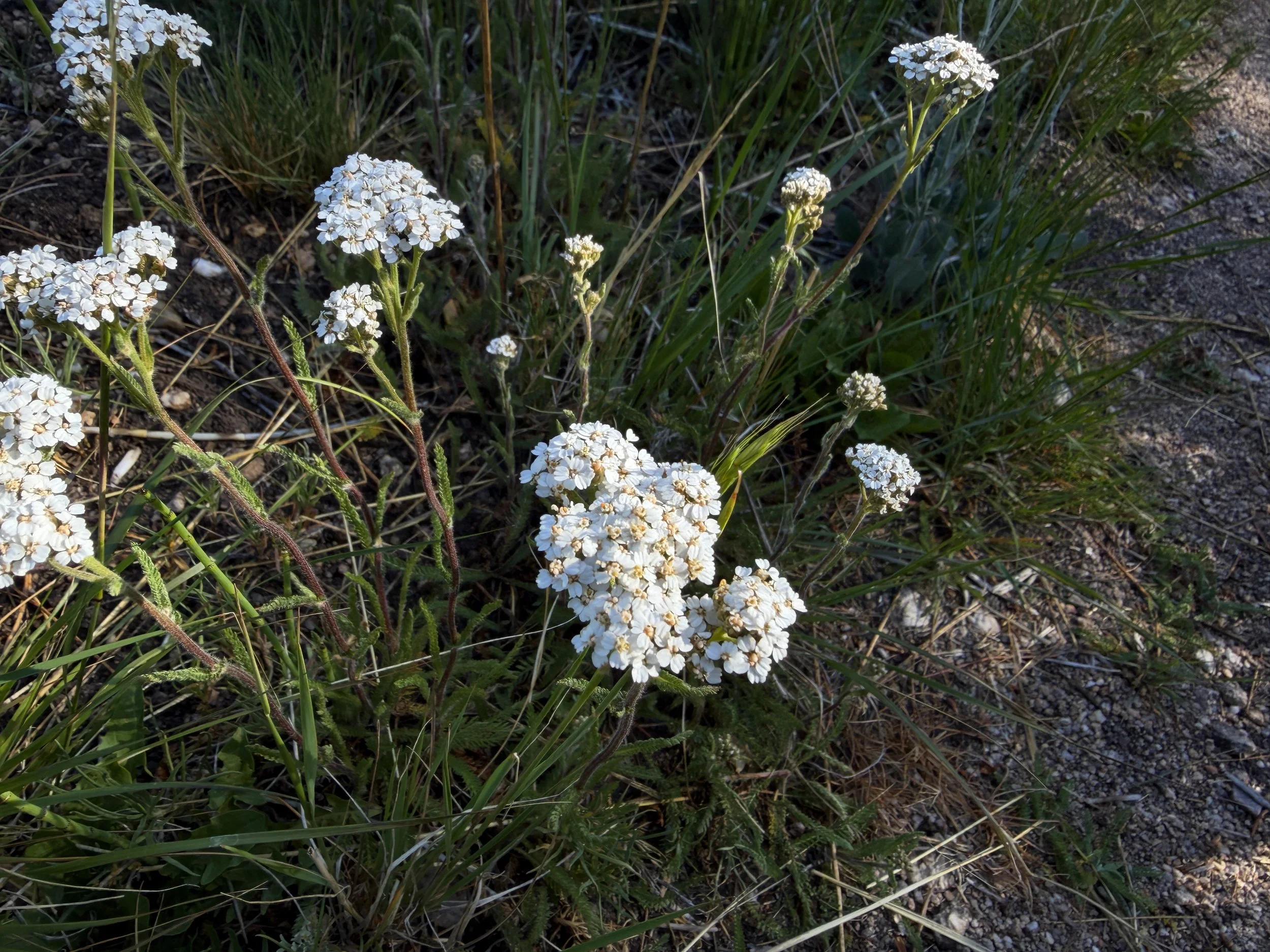 Common Yarrow Achillea millefolium