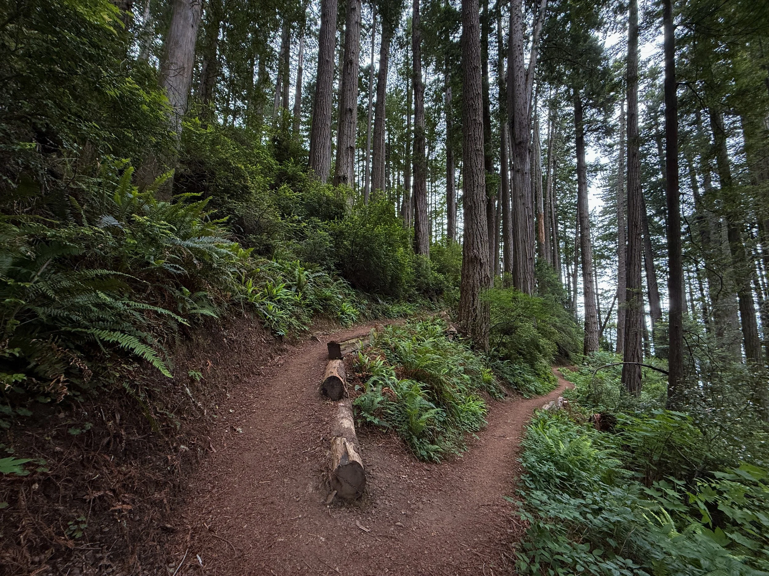 Damnation Creek Hike Del Norte Coast Redwoods State Park California