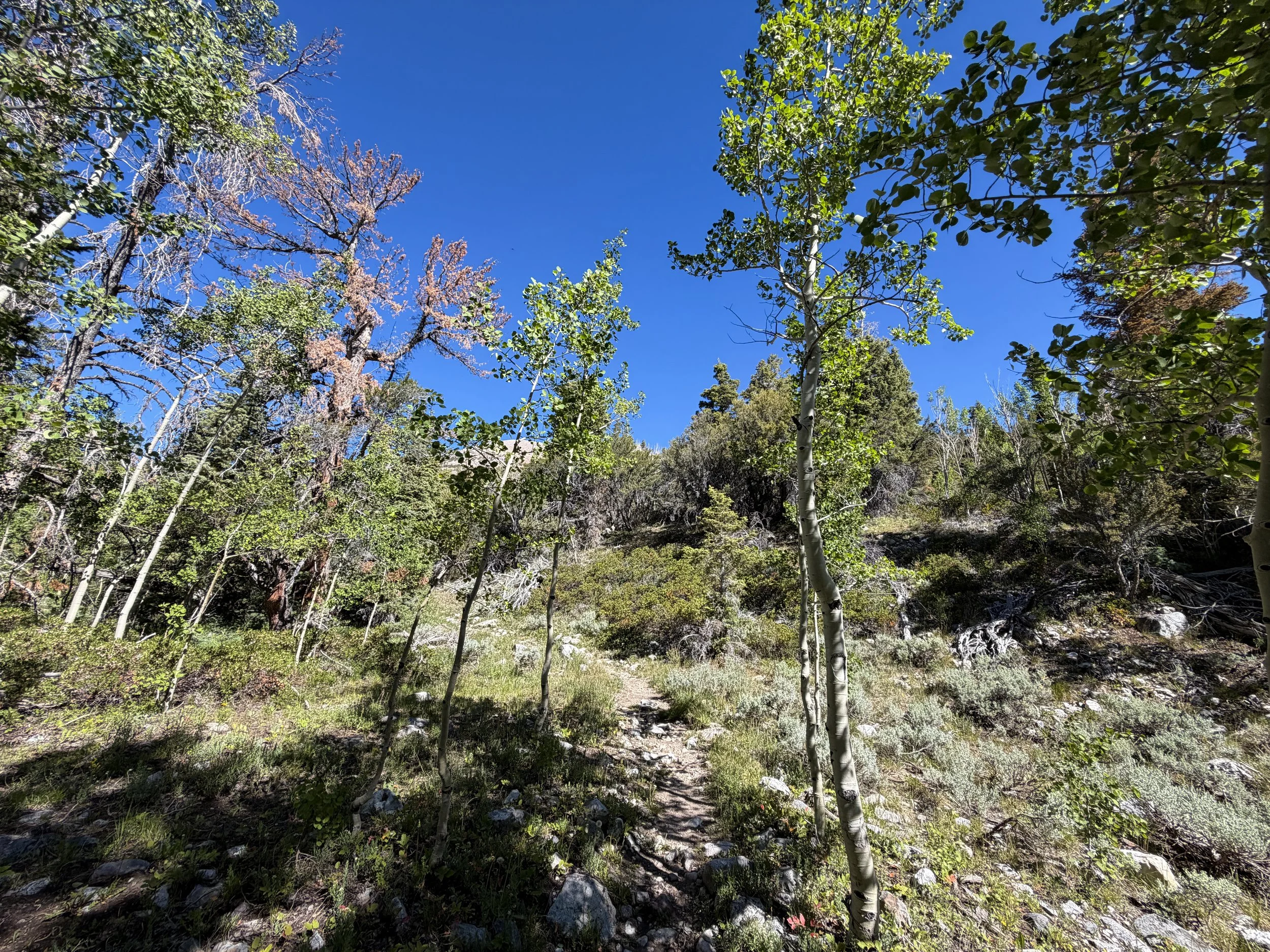 Baker Lake Trail Great Basin National Park Nevada