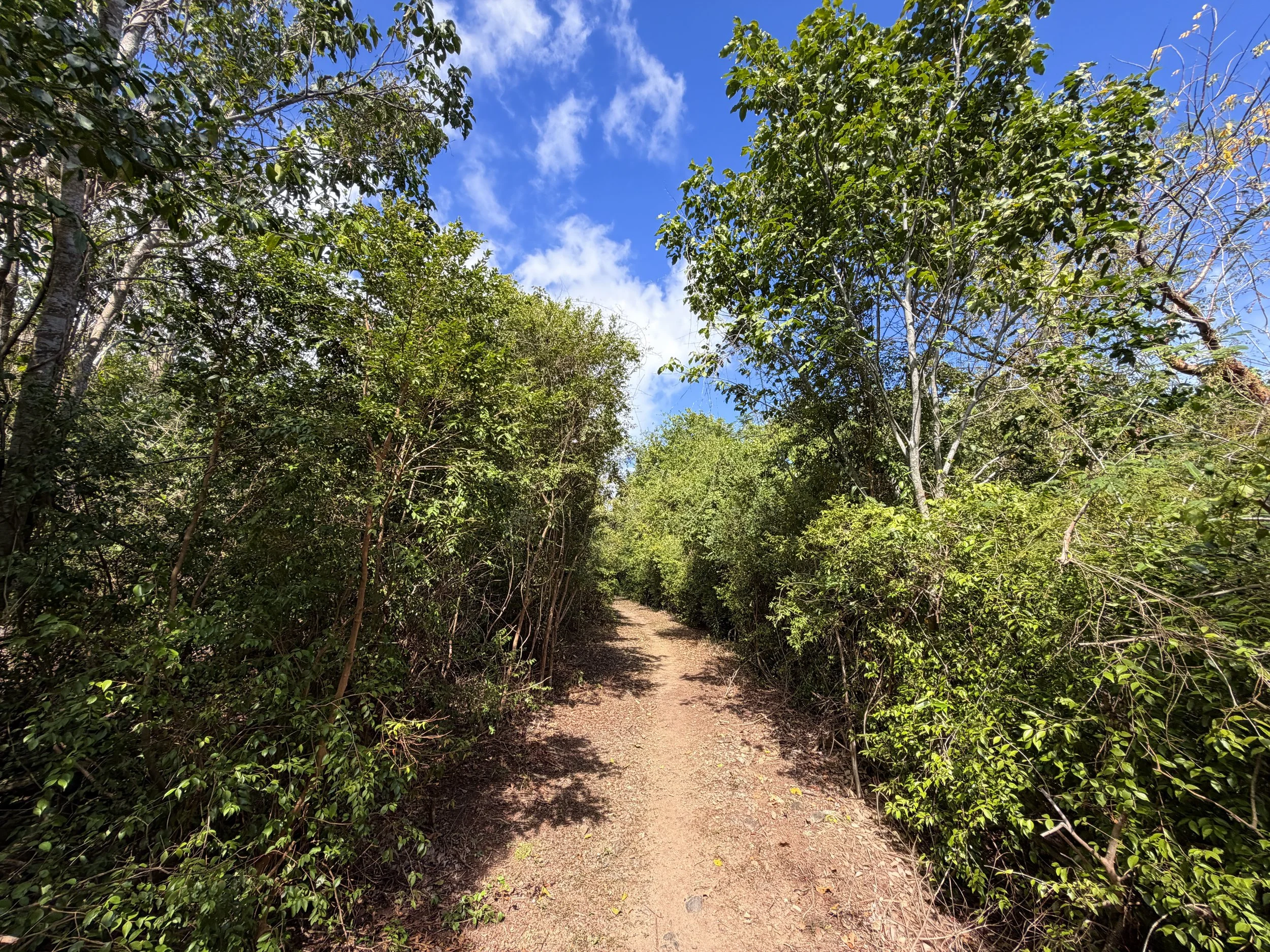 Brown Bay Trail Virgin Islands National Park