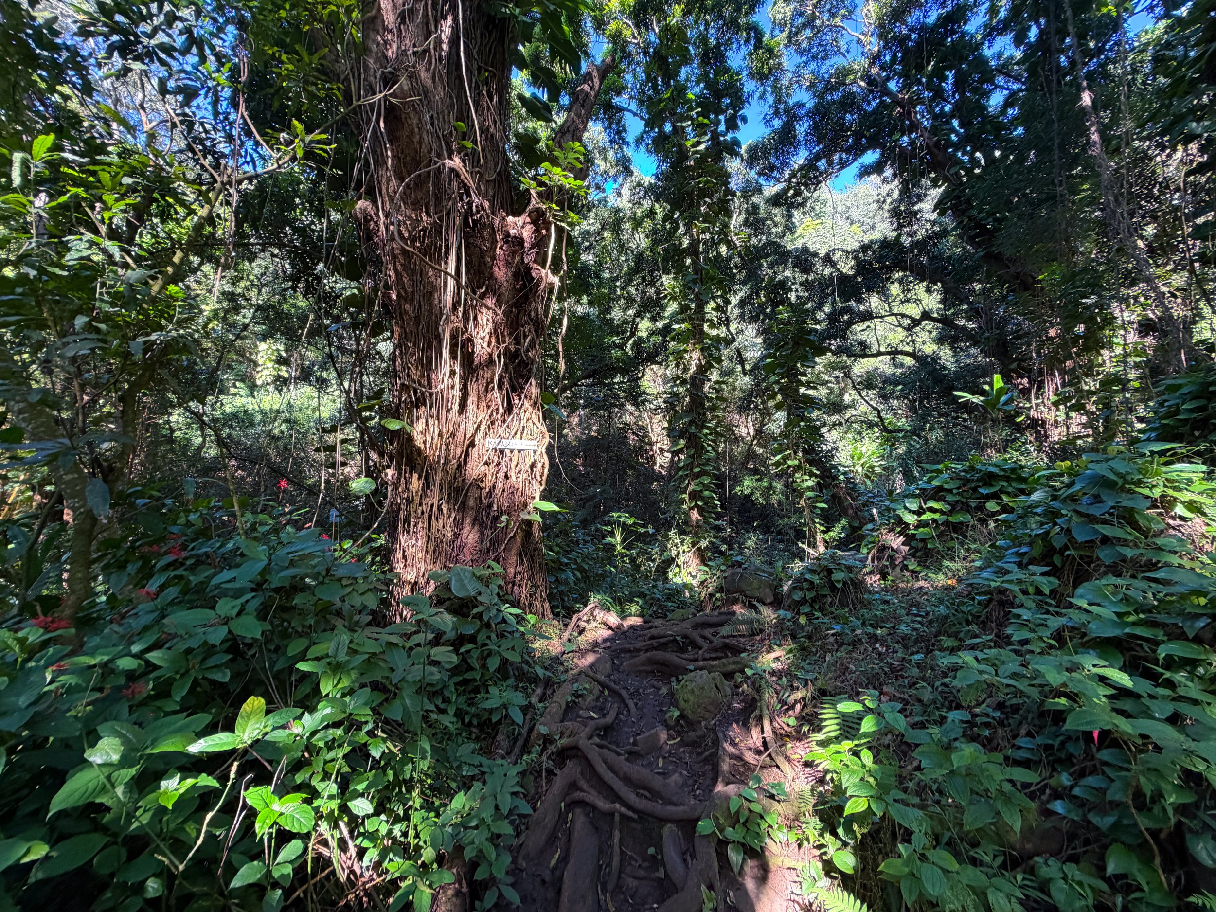 Kaau Crater Trail Oahu Hawaii