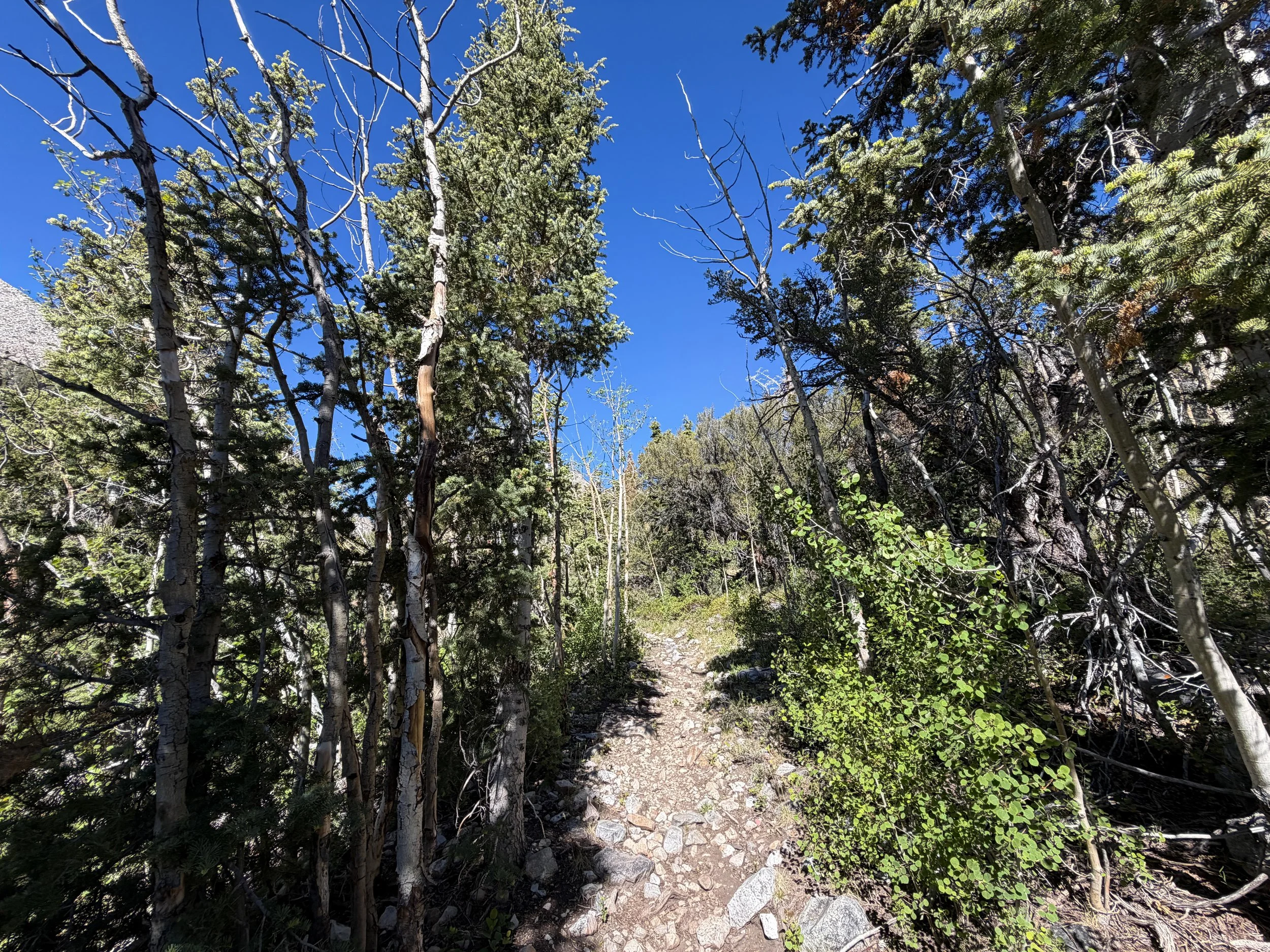 Baker Lake Trail Great Basin National Park Nevada
