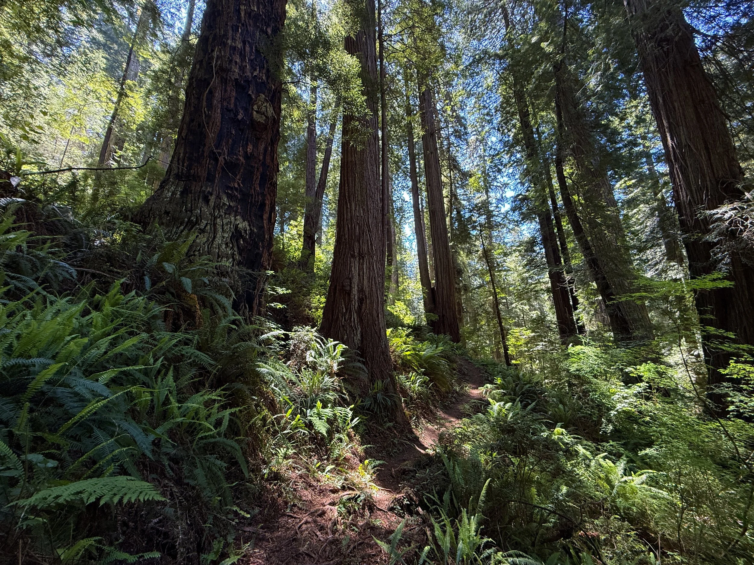 Ten Taypo–Hope Creek Loop Trail Prairie Creek Redwoods State Park California