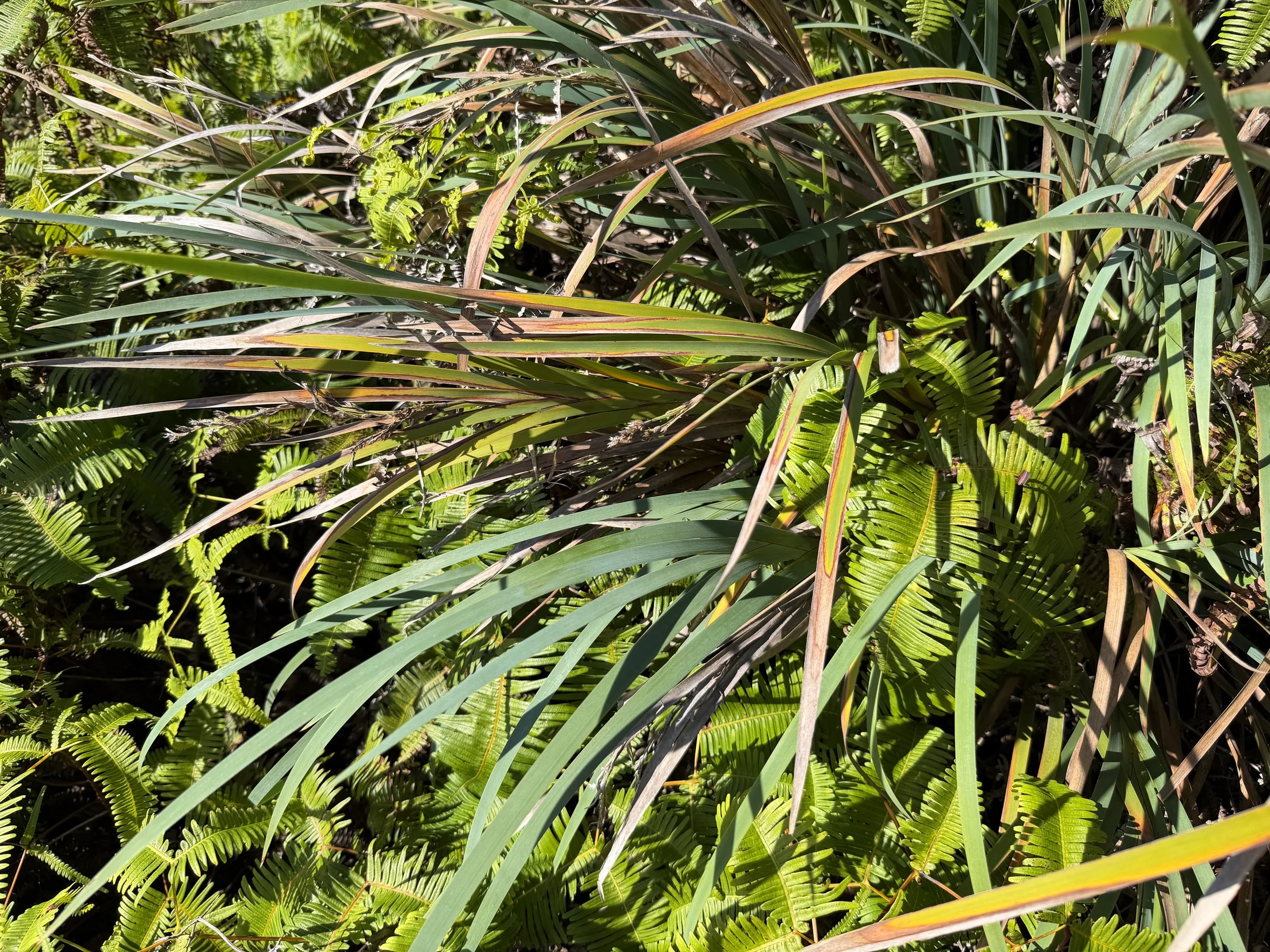 Painiu Astelia menziesiana