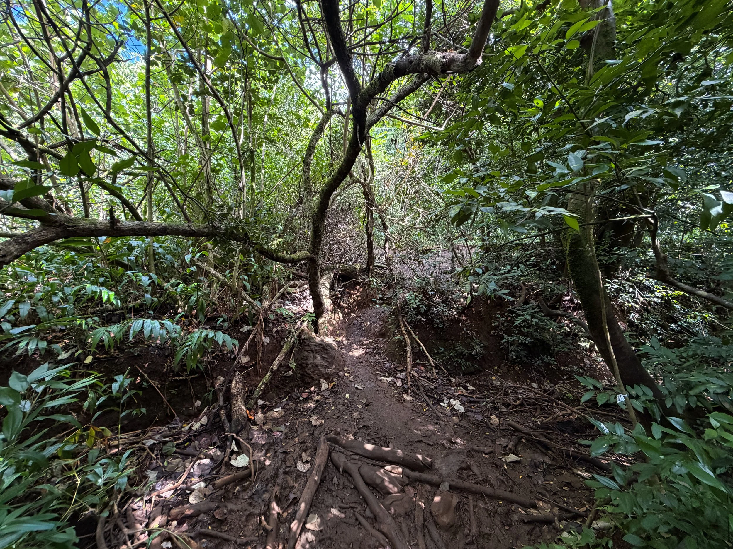 Lulumahu Falls Trail Oahu Hawaii