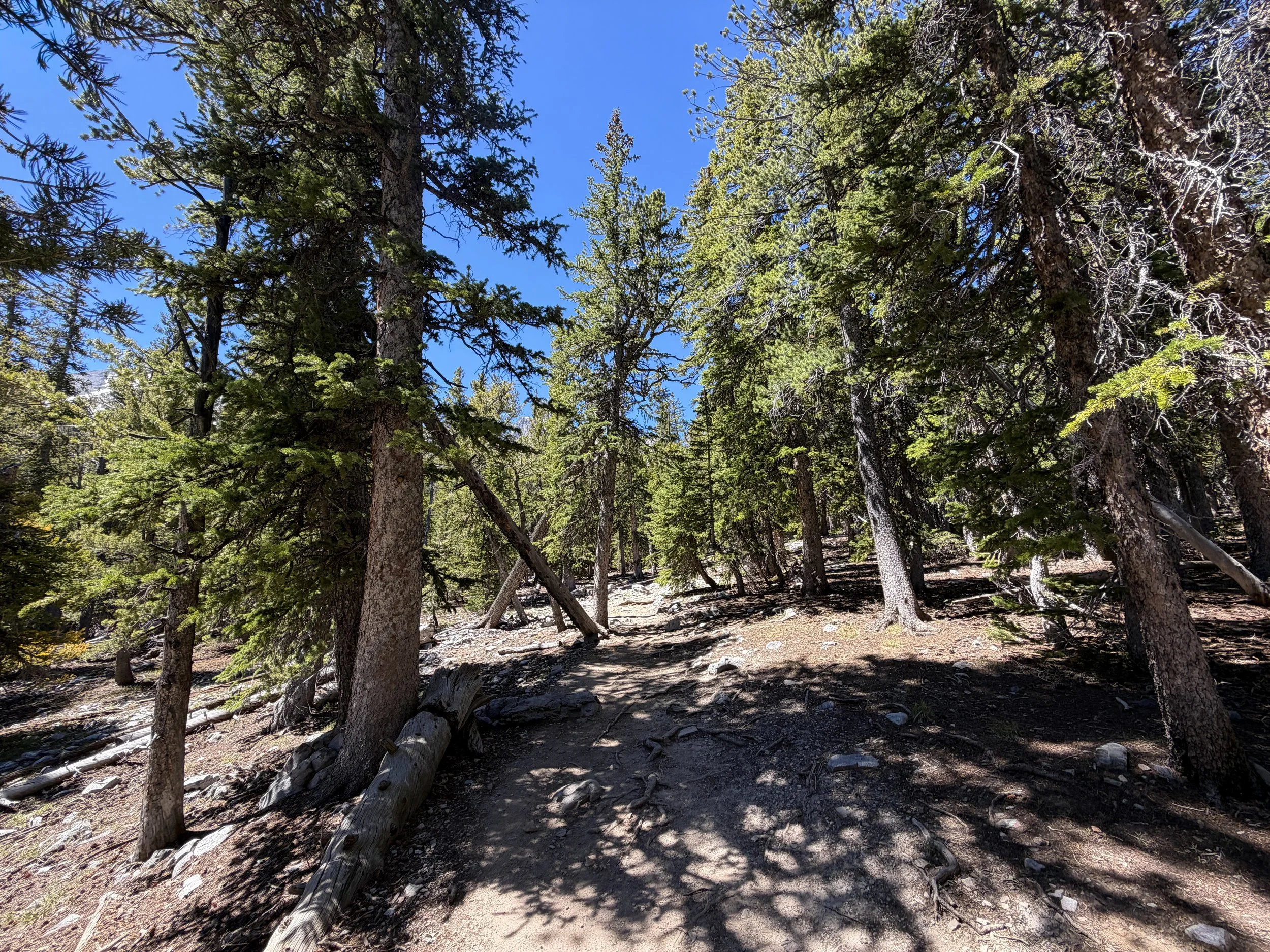 Bristlecone Trail Great Basin National Park Nevada