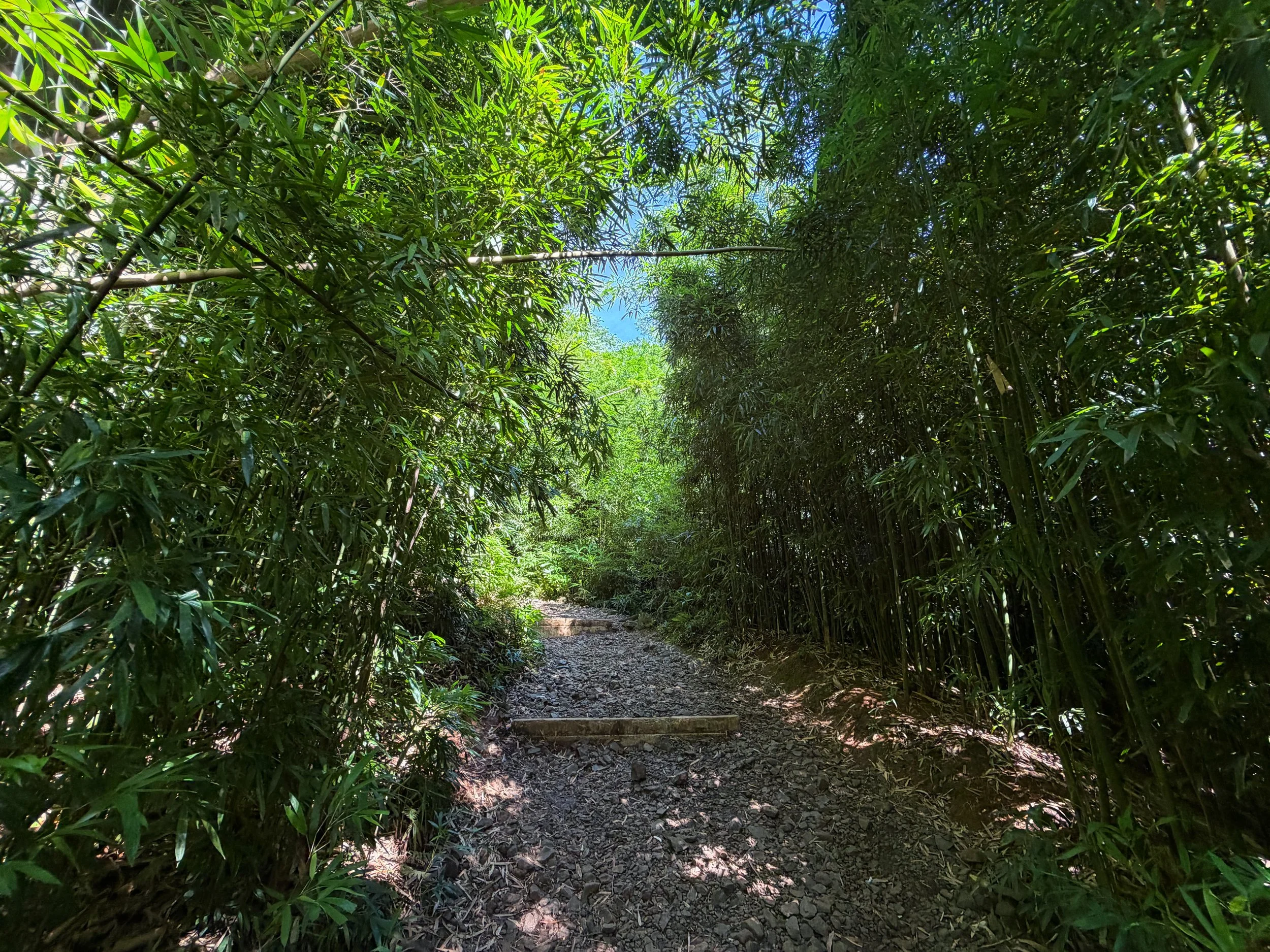Manoa Falls Trail Oahu Hawaii
