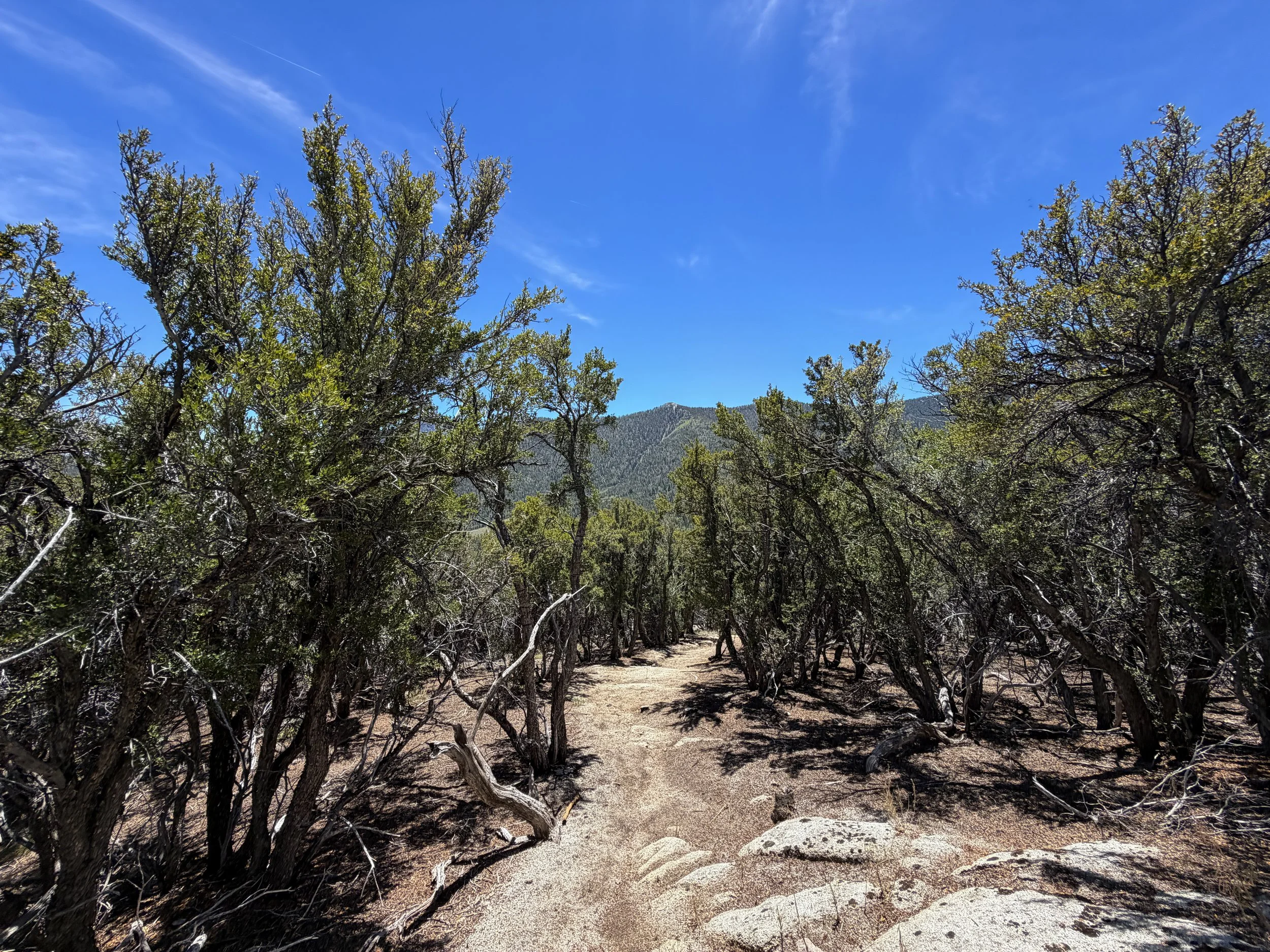 Serviceberry Loop Trail Great Basin National Park Nevada