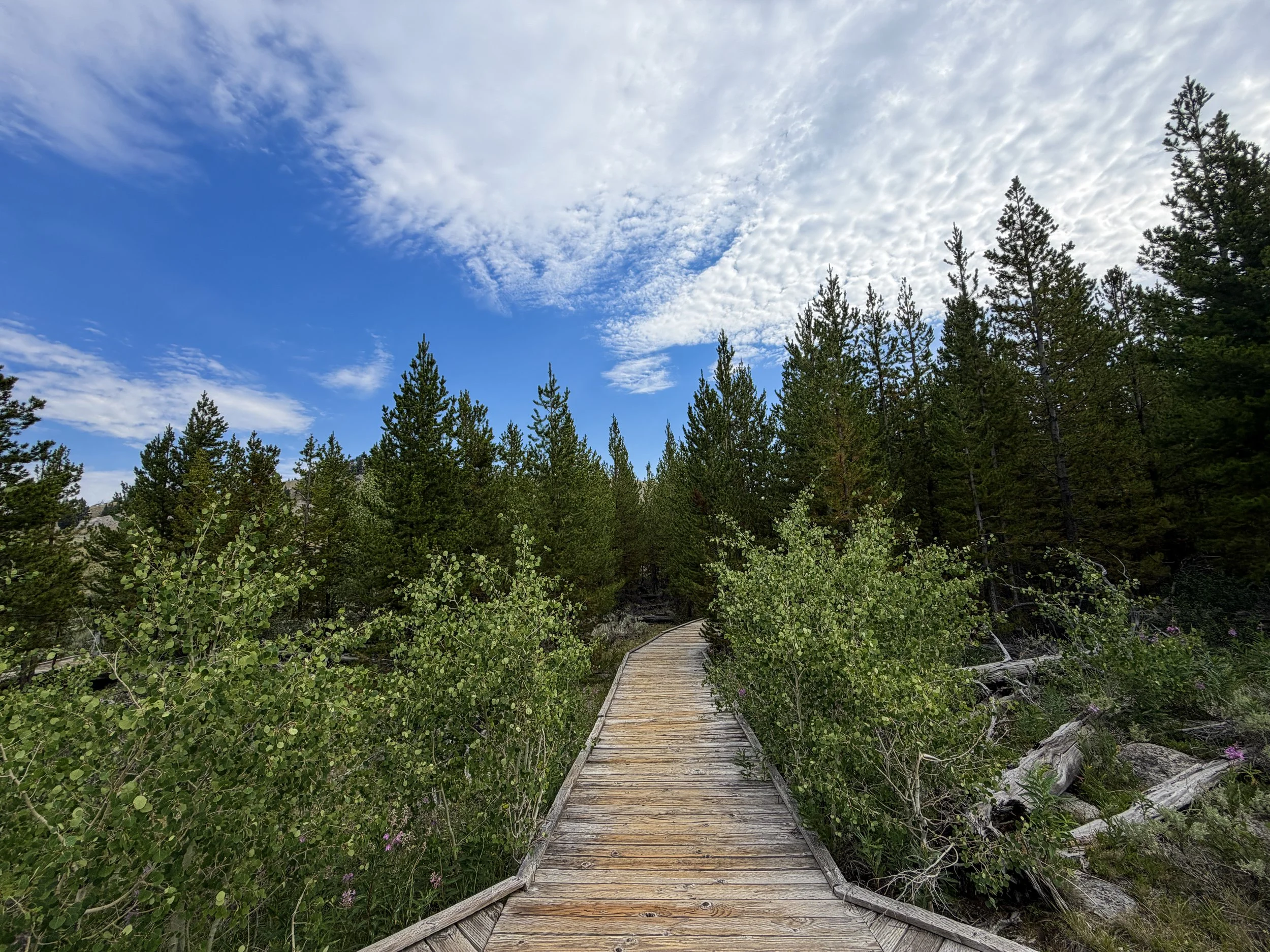 Forces of the Northern Range Trail Yellowstone National Park Wyoming