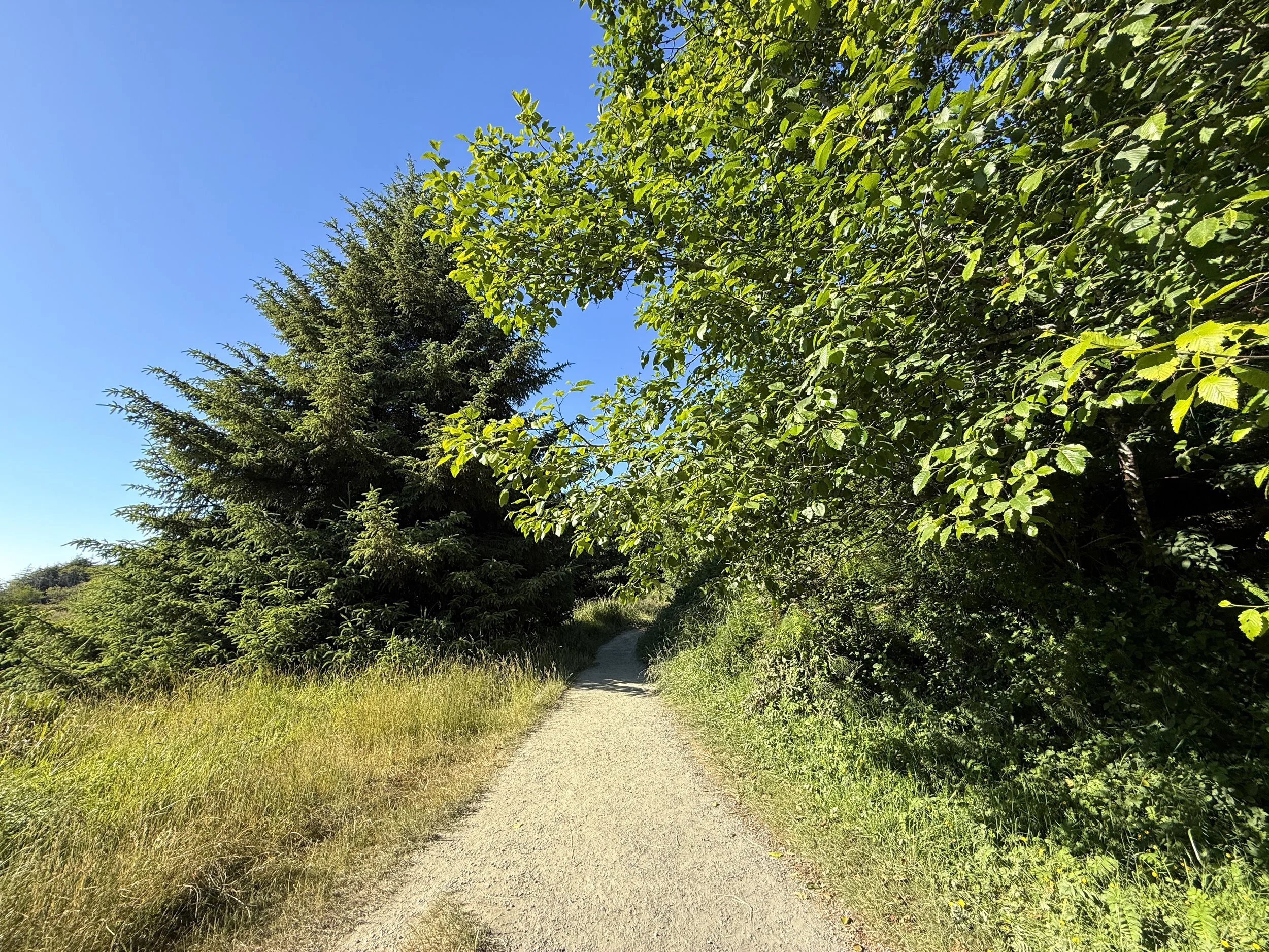 Fern Canyon Trail Prairie Creek Redwoods State Park California