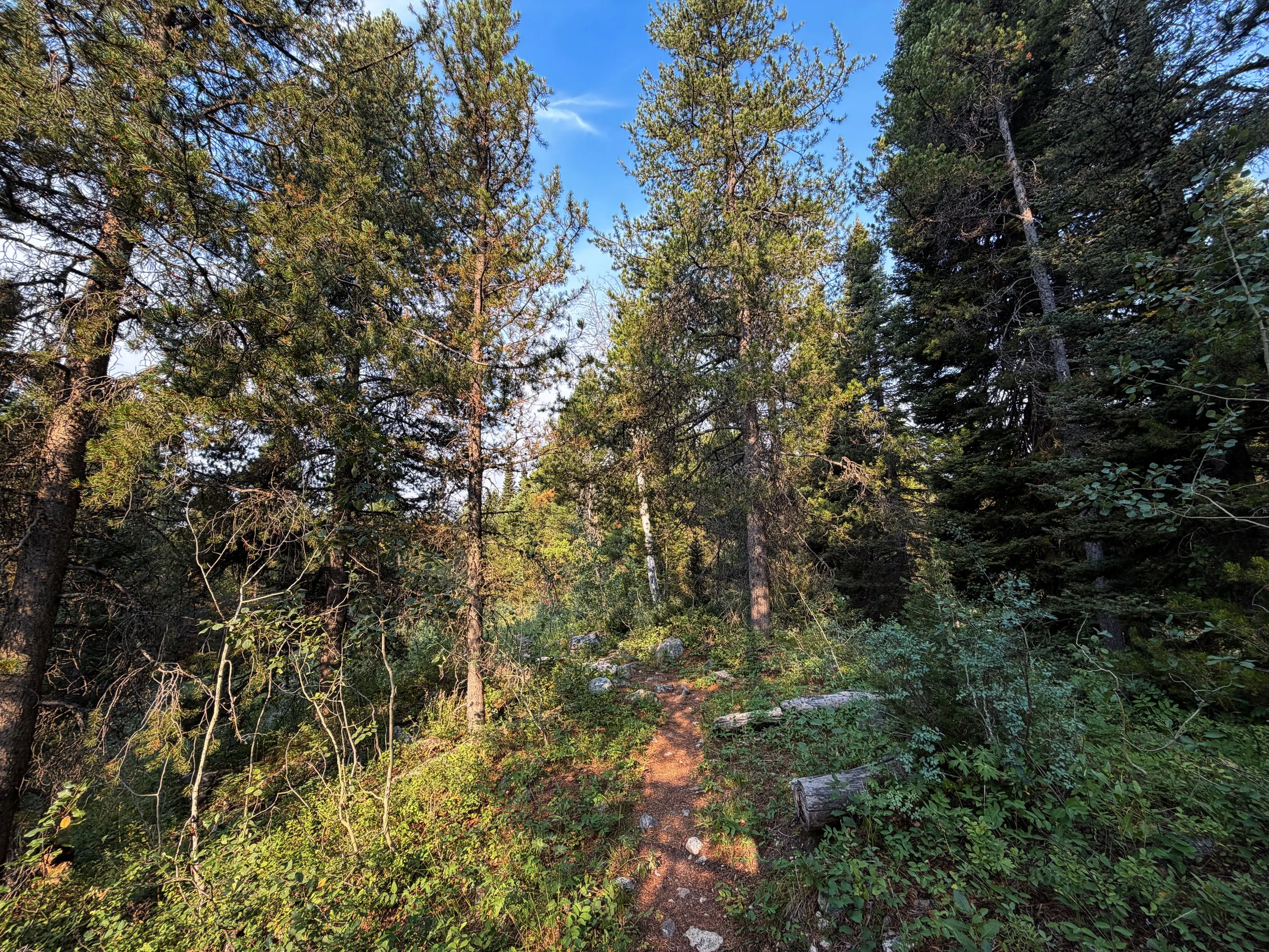 Aspen Boulder Ridge Loop Trail Grand Teton National Park Wyoming