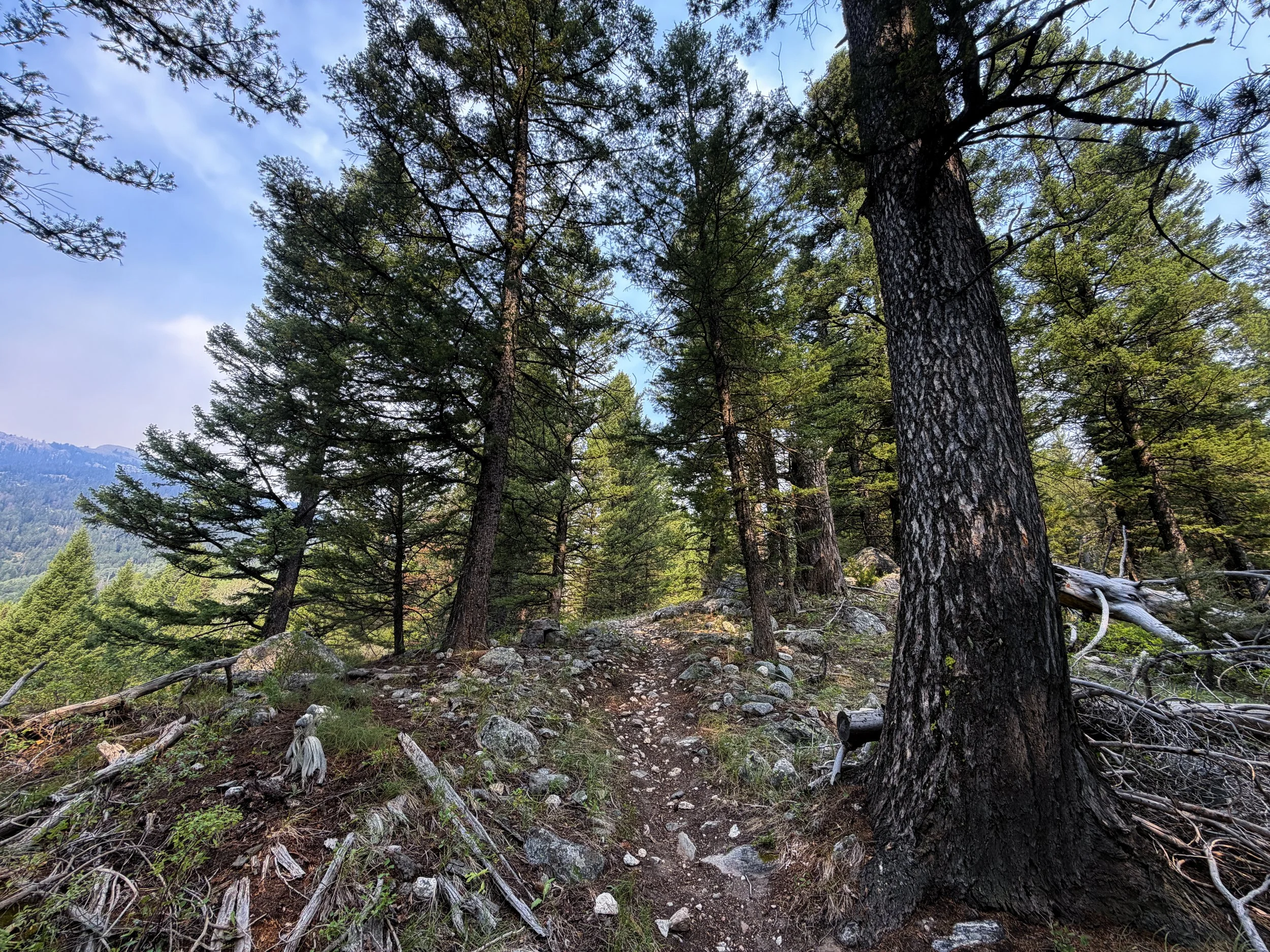 Aspen Ridge Loop Trail Grand Teton National Park Wyoming