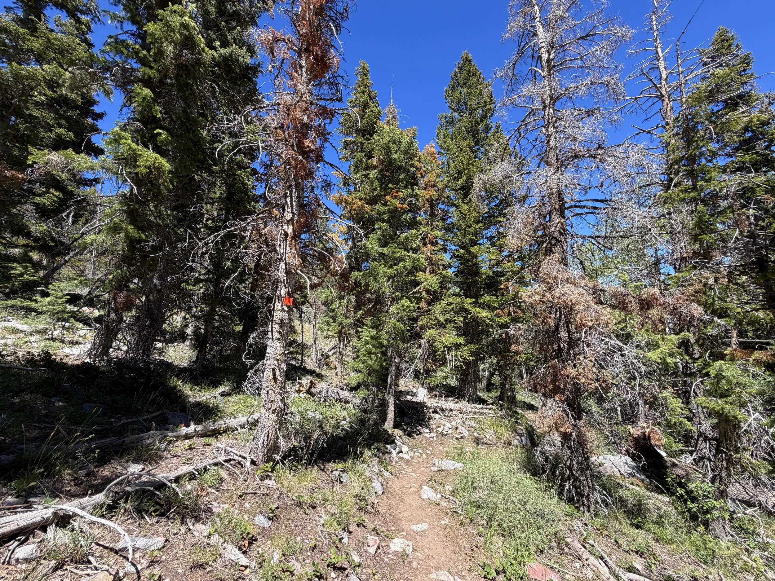 Baker Creek Loop Trail Great Basin National Park Nevada
