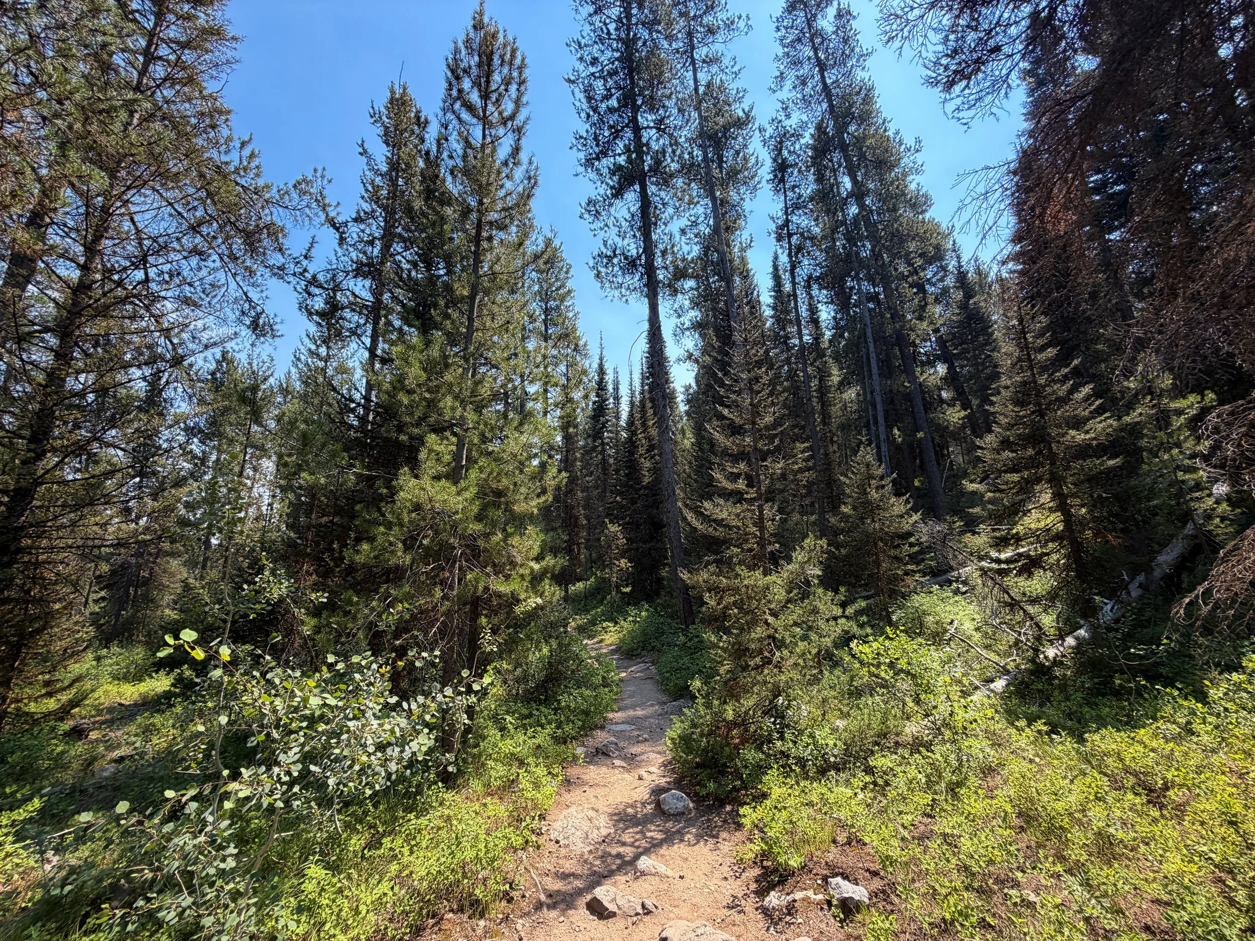 Phelps Lake Loop Trail Grand Teton National Park Wyoming
