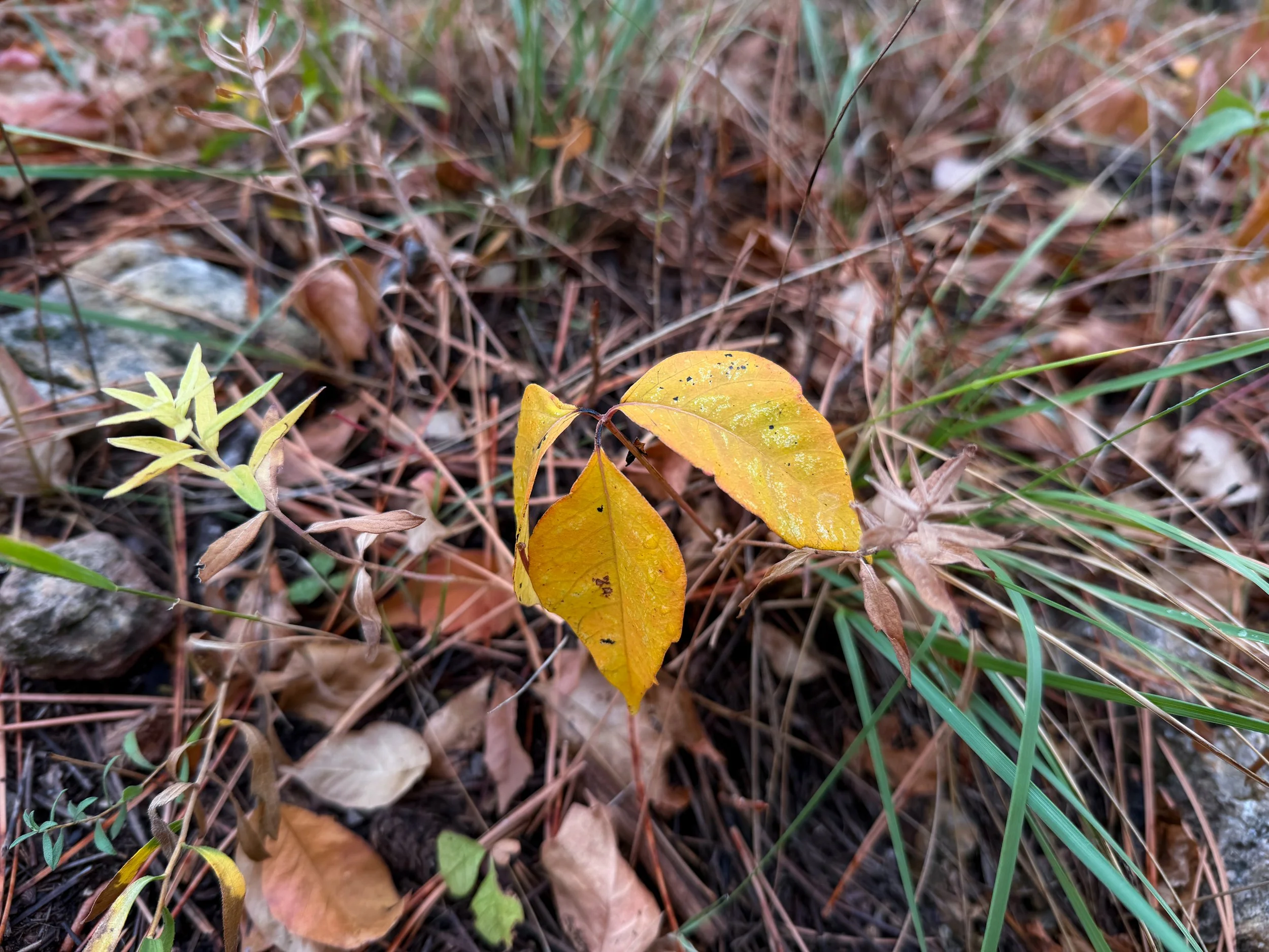 Western Poison Ivy Toxicodendron rydbergii