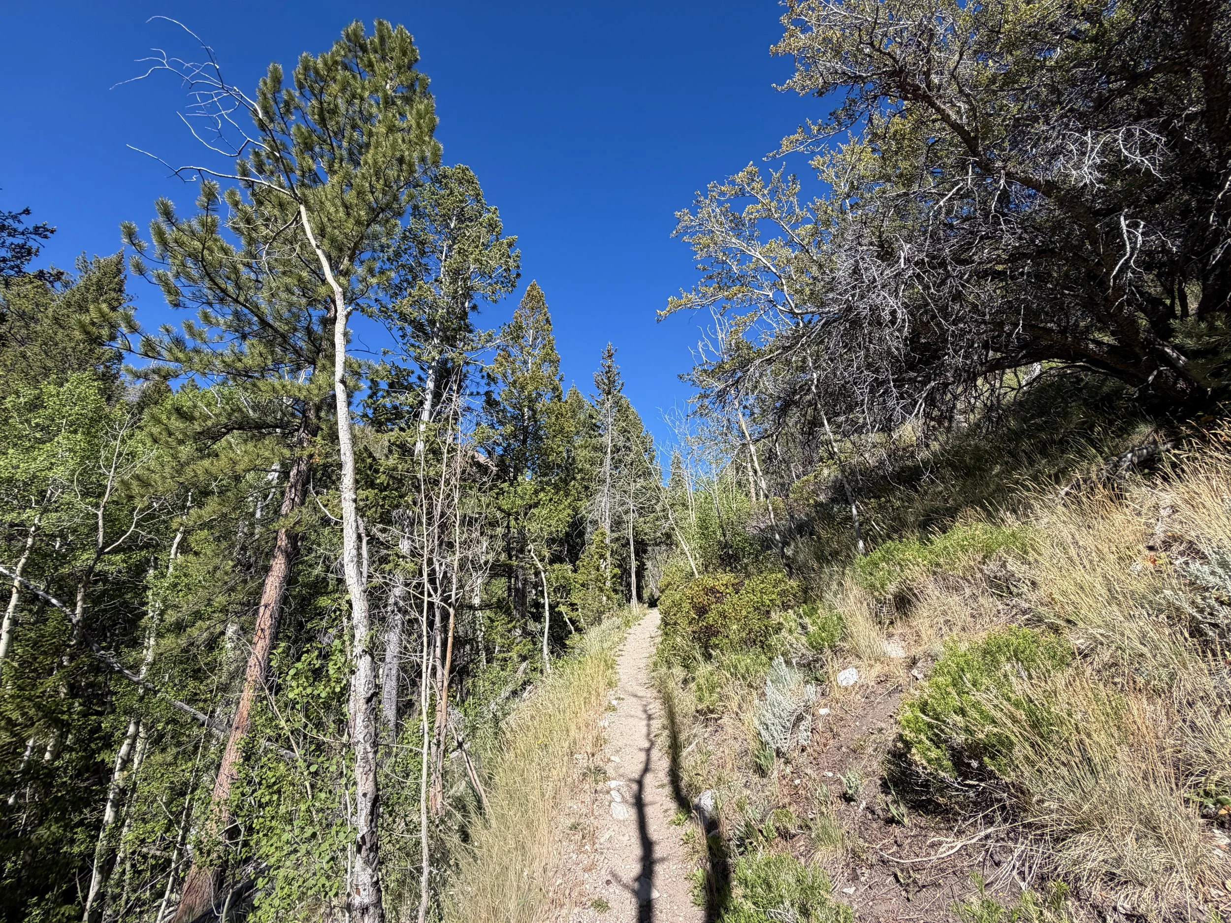 Baker Lake Trail Great Basin National Park Nevada