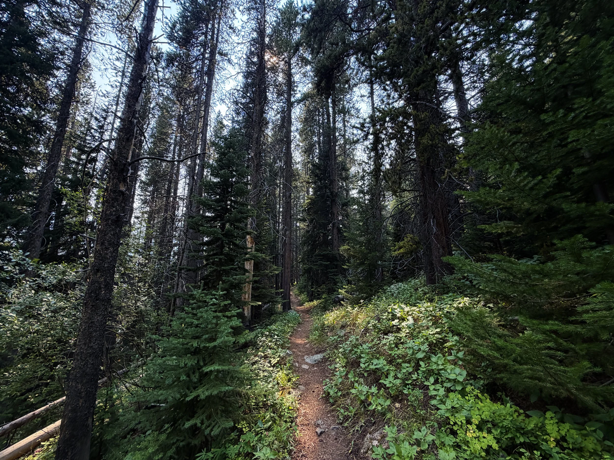 Beaten Path Trail Beartooth Mountains Montana