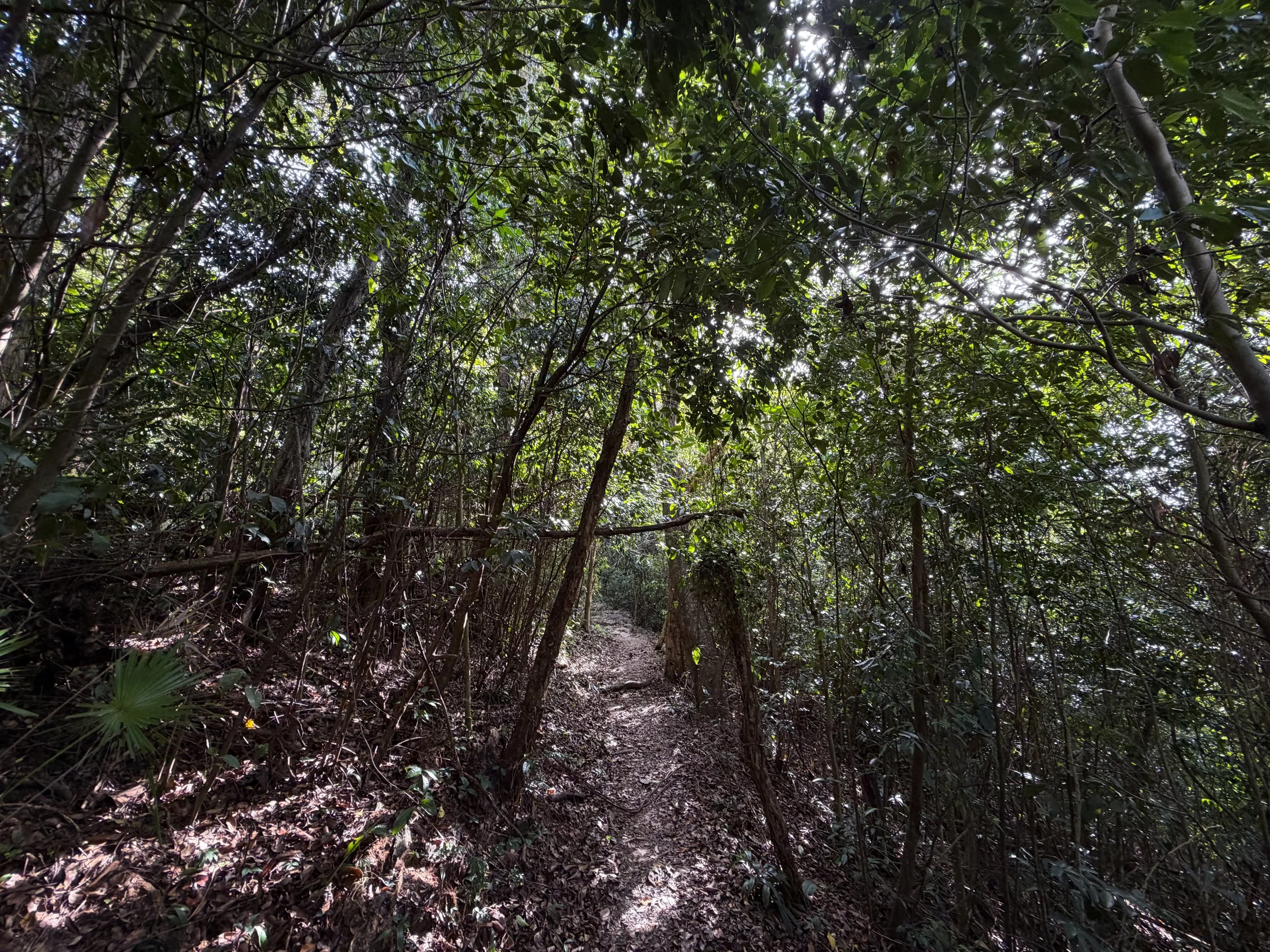 Cinnamon Bay Trail Virgin Islands National Park