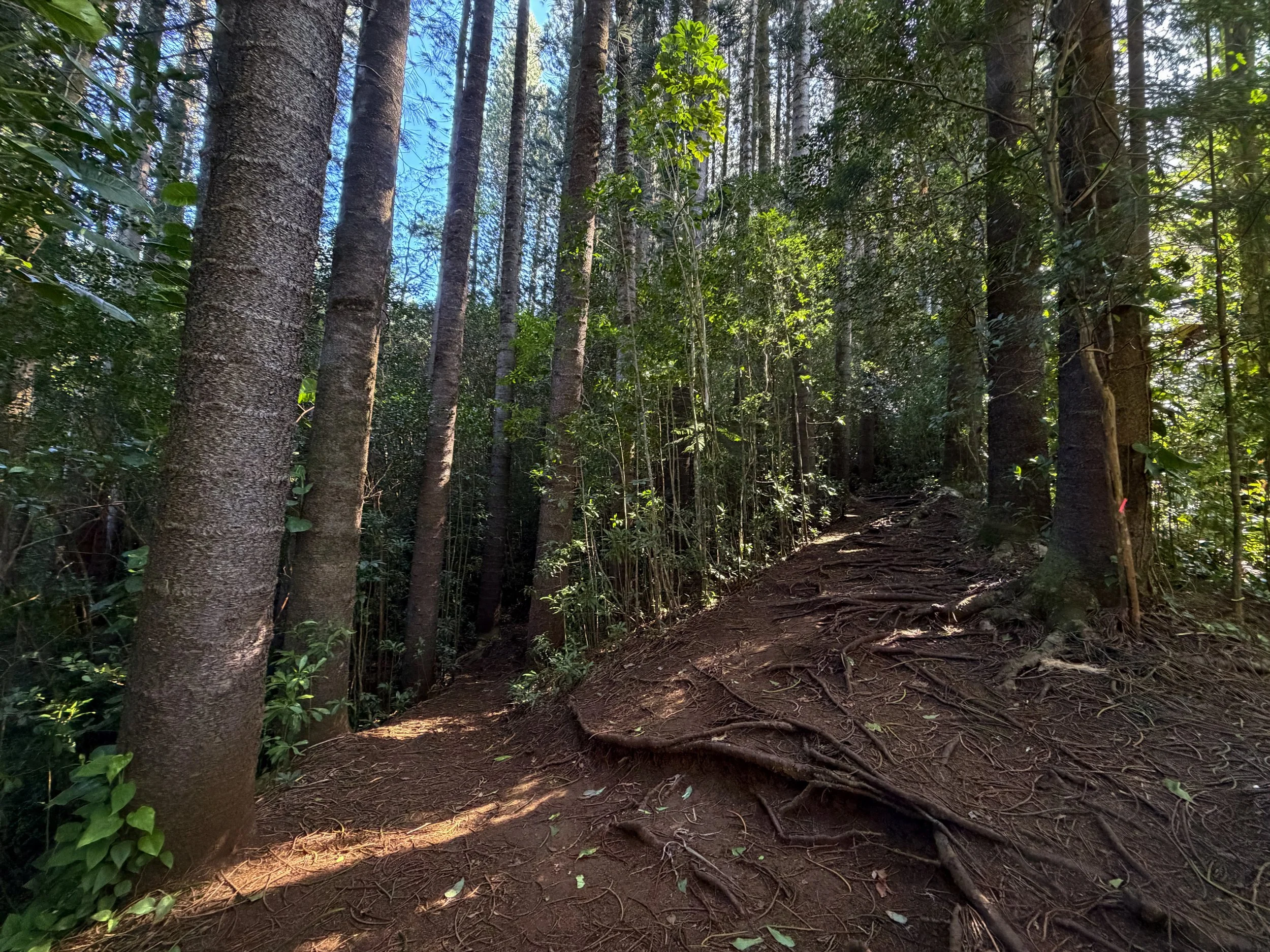 Judd Trail Oahu Hawaii