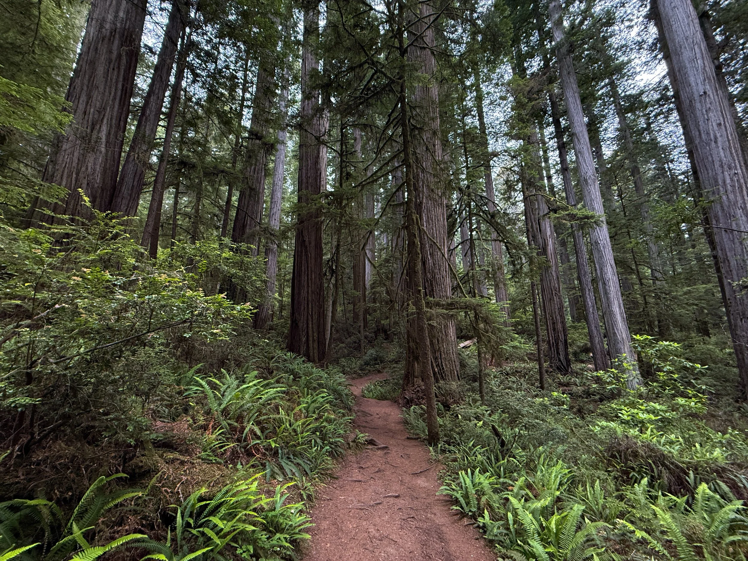 Boy Scout Tree Trail Jedediah Smith Redwoods State Park California