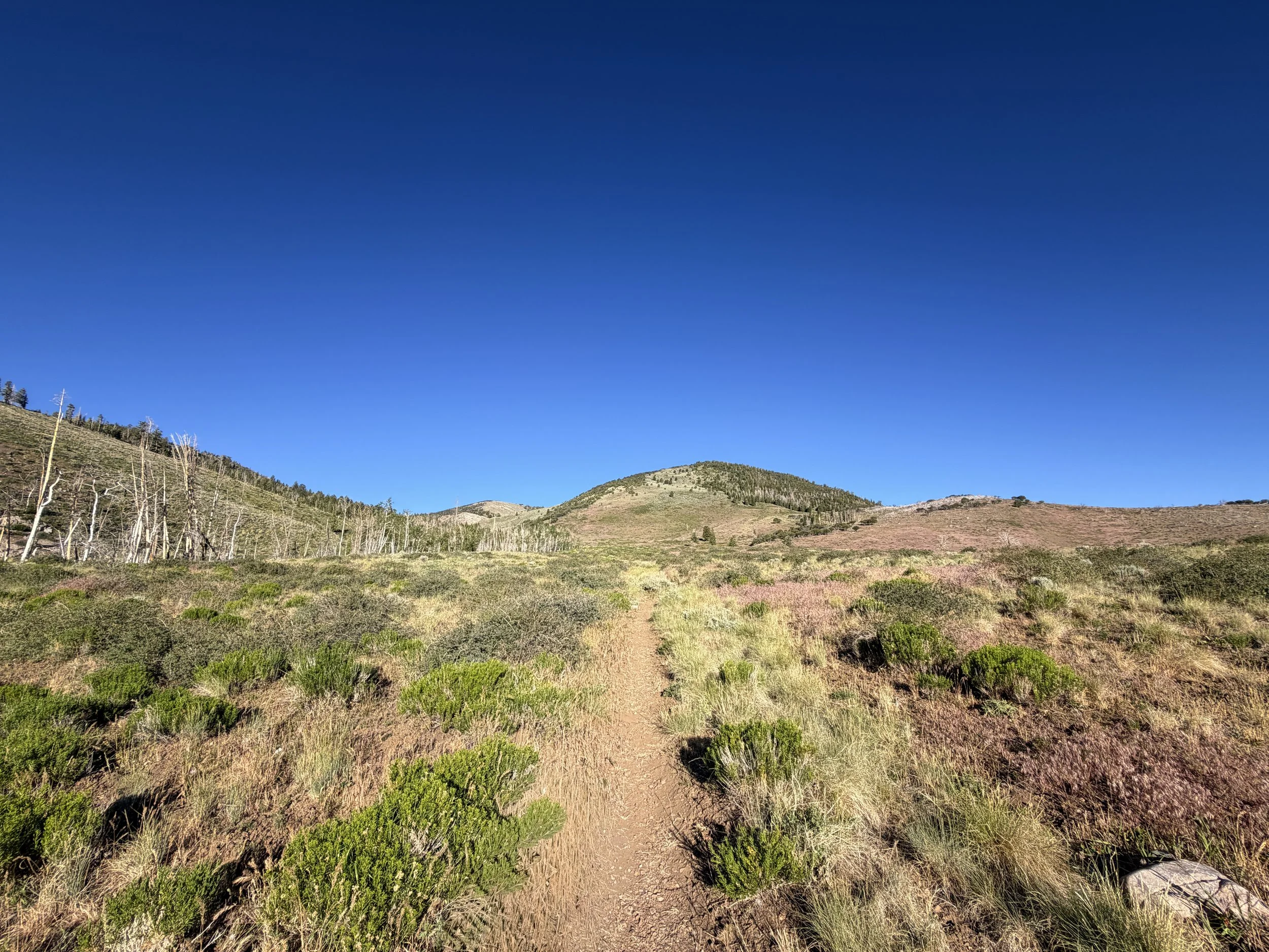 Upper Strawberry Trail Great Basin National Park Nevada