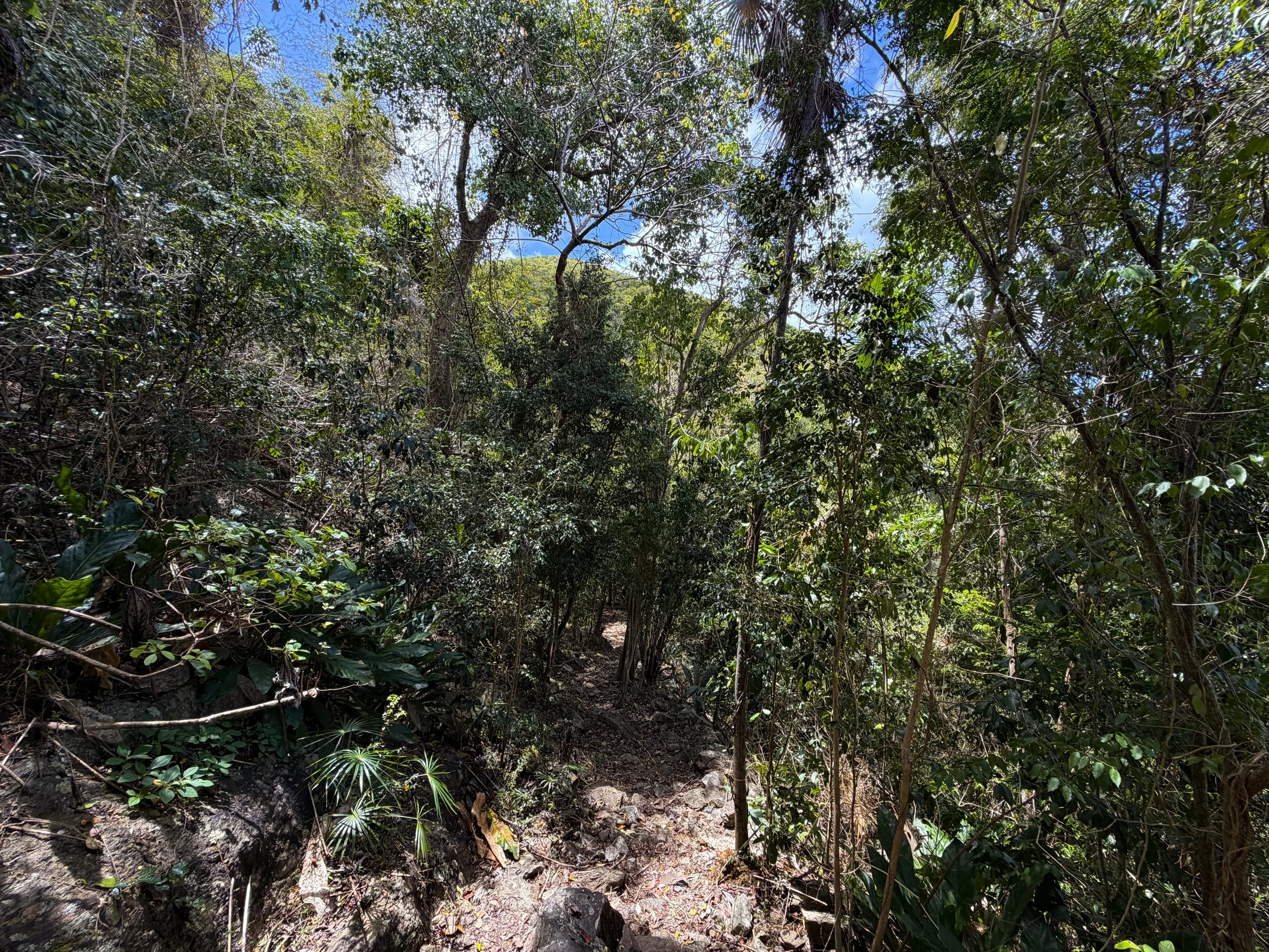 Maria Hope Trail Virgin Islands National Park
