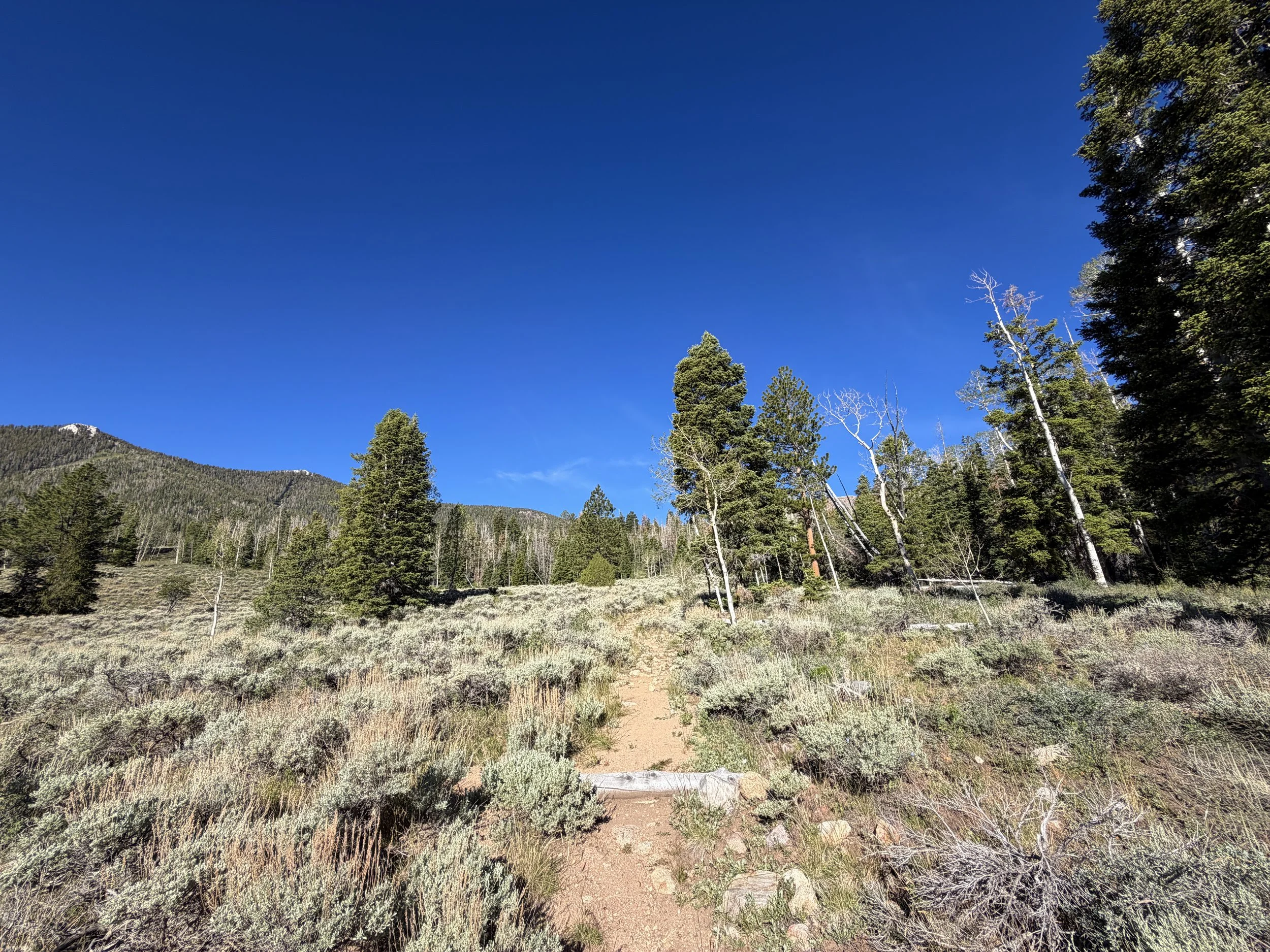 Johnson Lake Trail Great Basin National Park Nevada