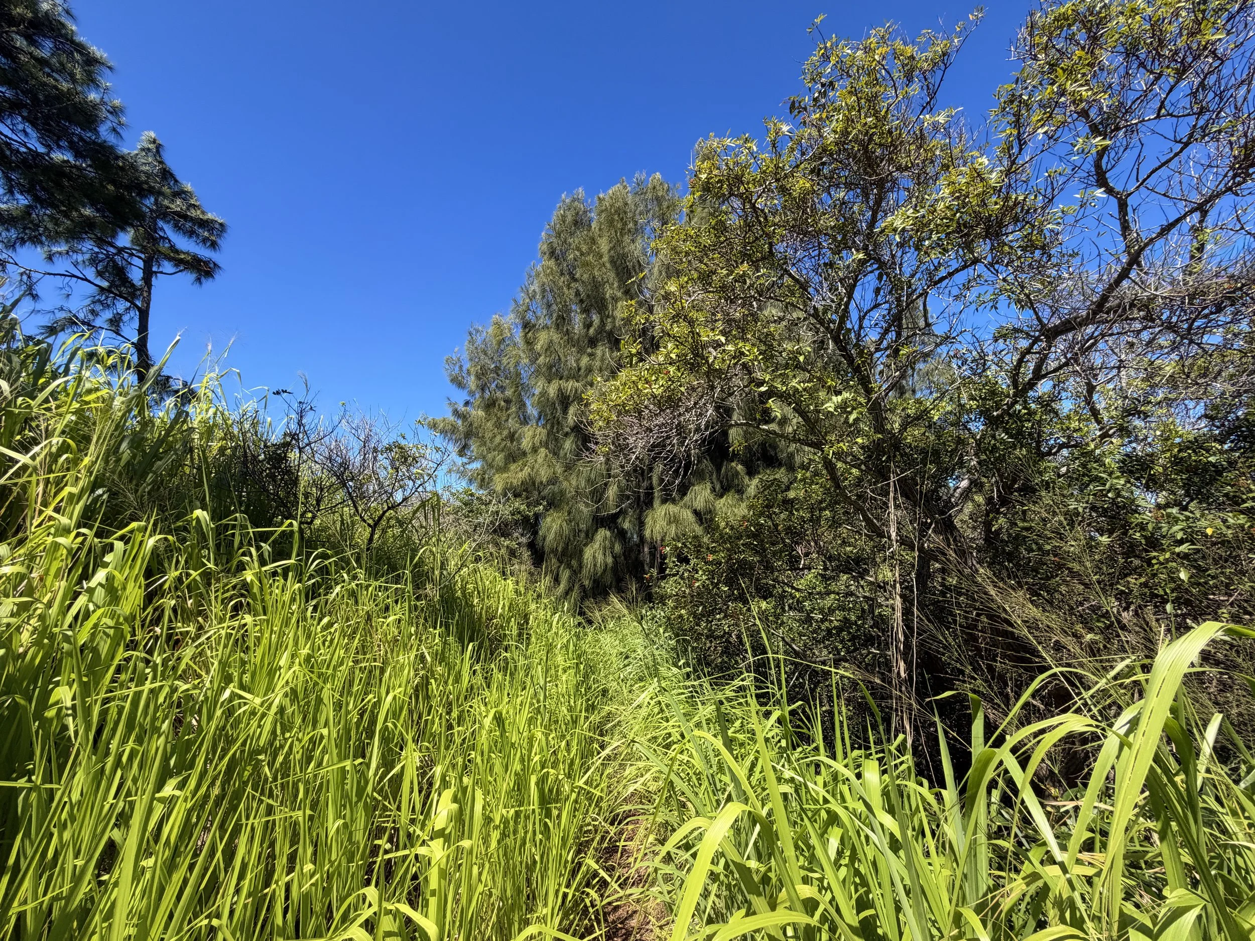 Kuaokala Trail Oahu Hawaii
