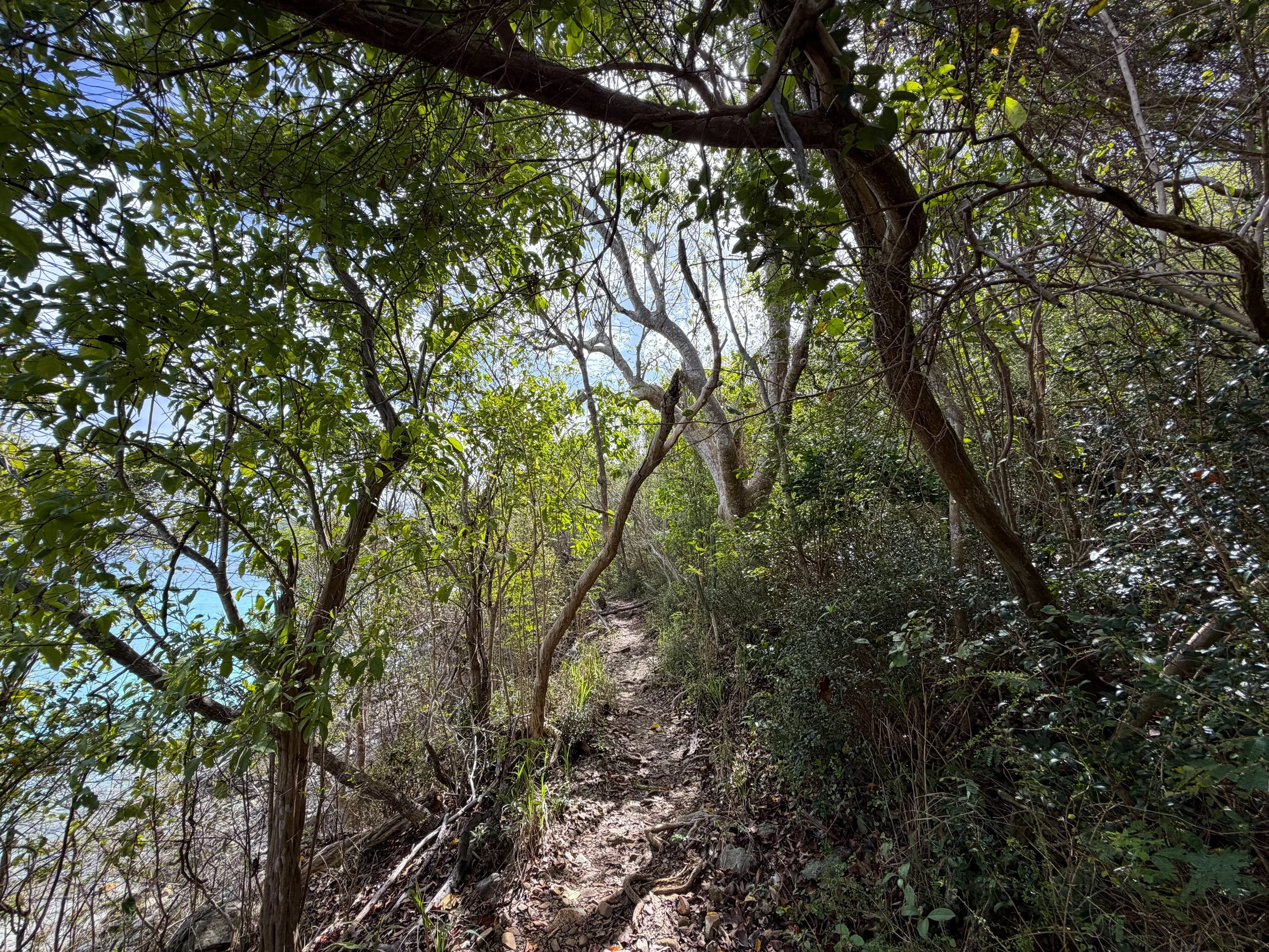 Salomon Beach Trail Virgin Islands National Park