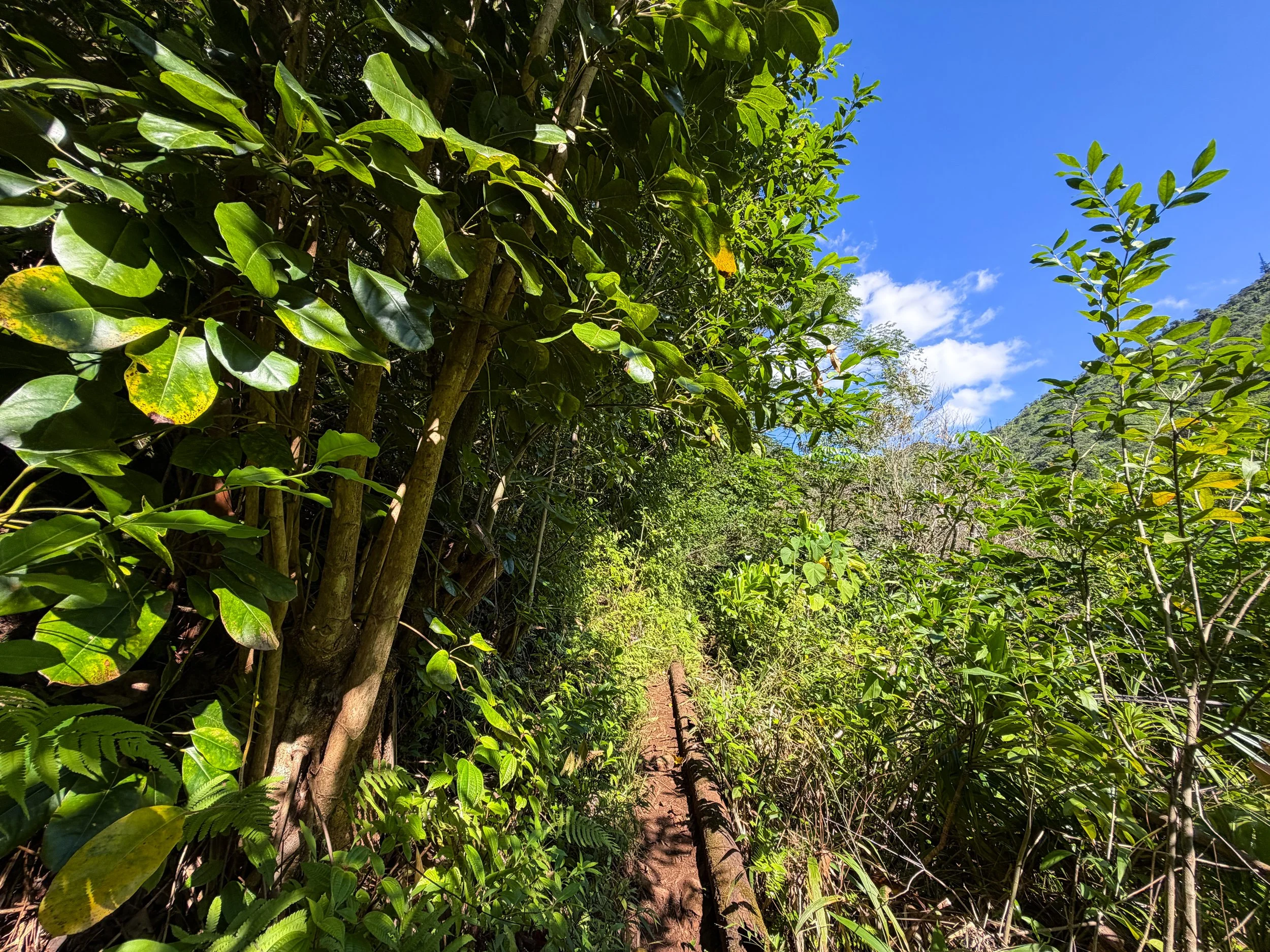 Kaau Crater Loop Trail Oahu Hawaii