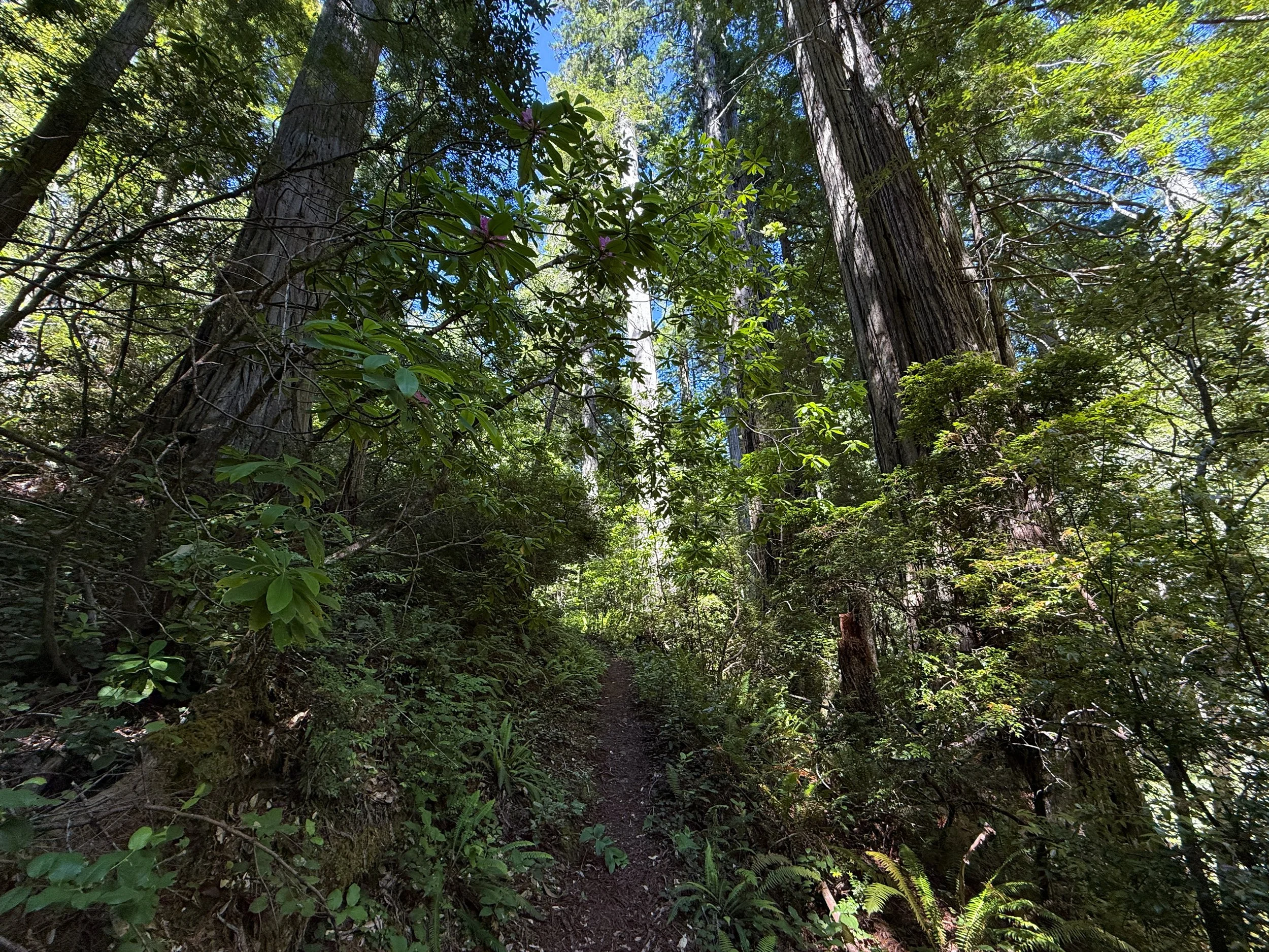 Hope Creek-Ten Taypo Trail Prairie Creek Redwoods State Park California