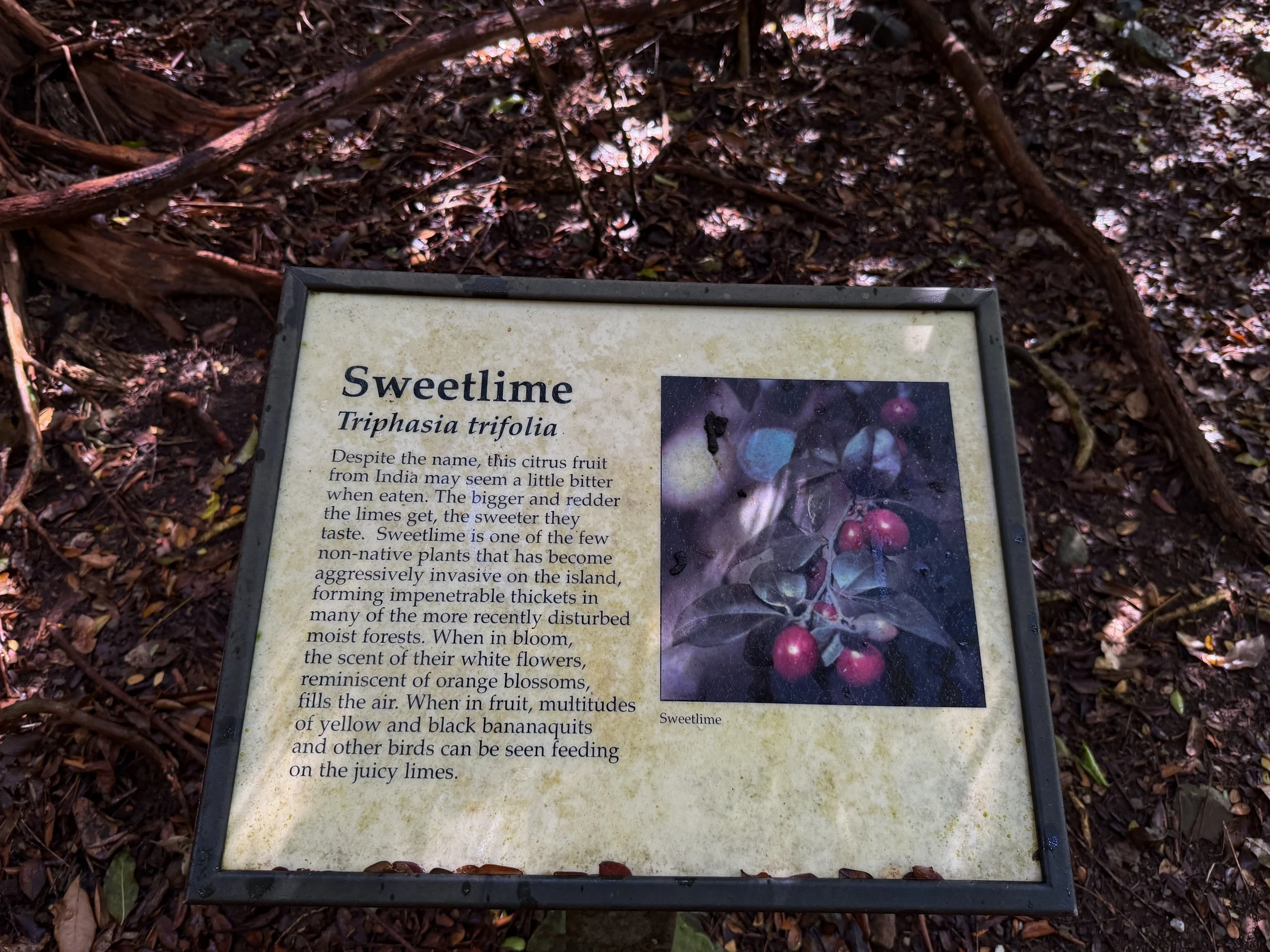 Cinnamon Bay Loop Trail Virgin Islands National Park