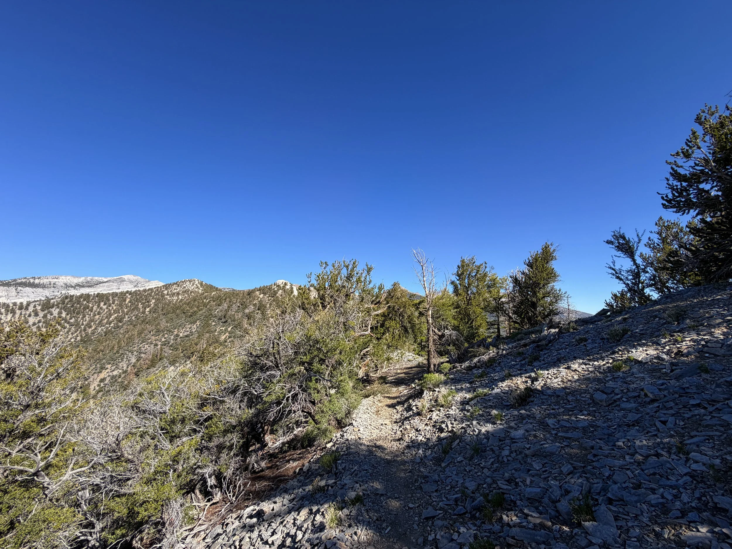 Snake Divide Trail to Magic Grove Great Basin National Park Nevada