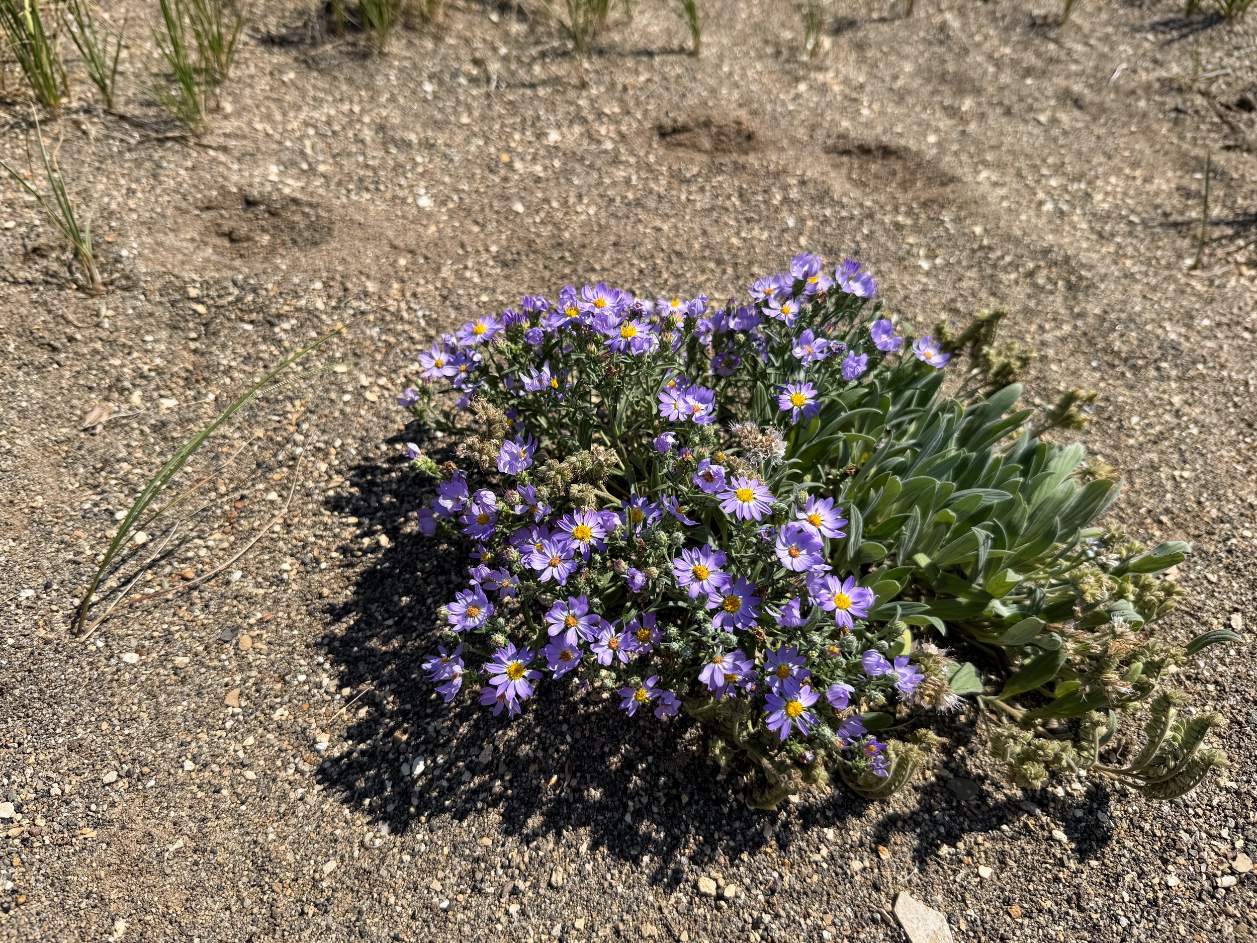Purple Flowers Yellowstone Lake Wyoming