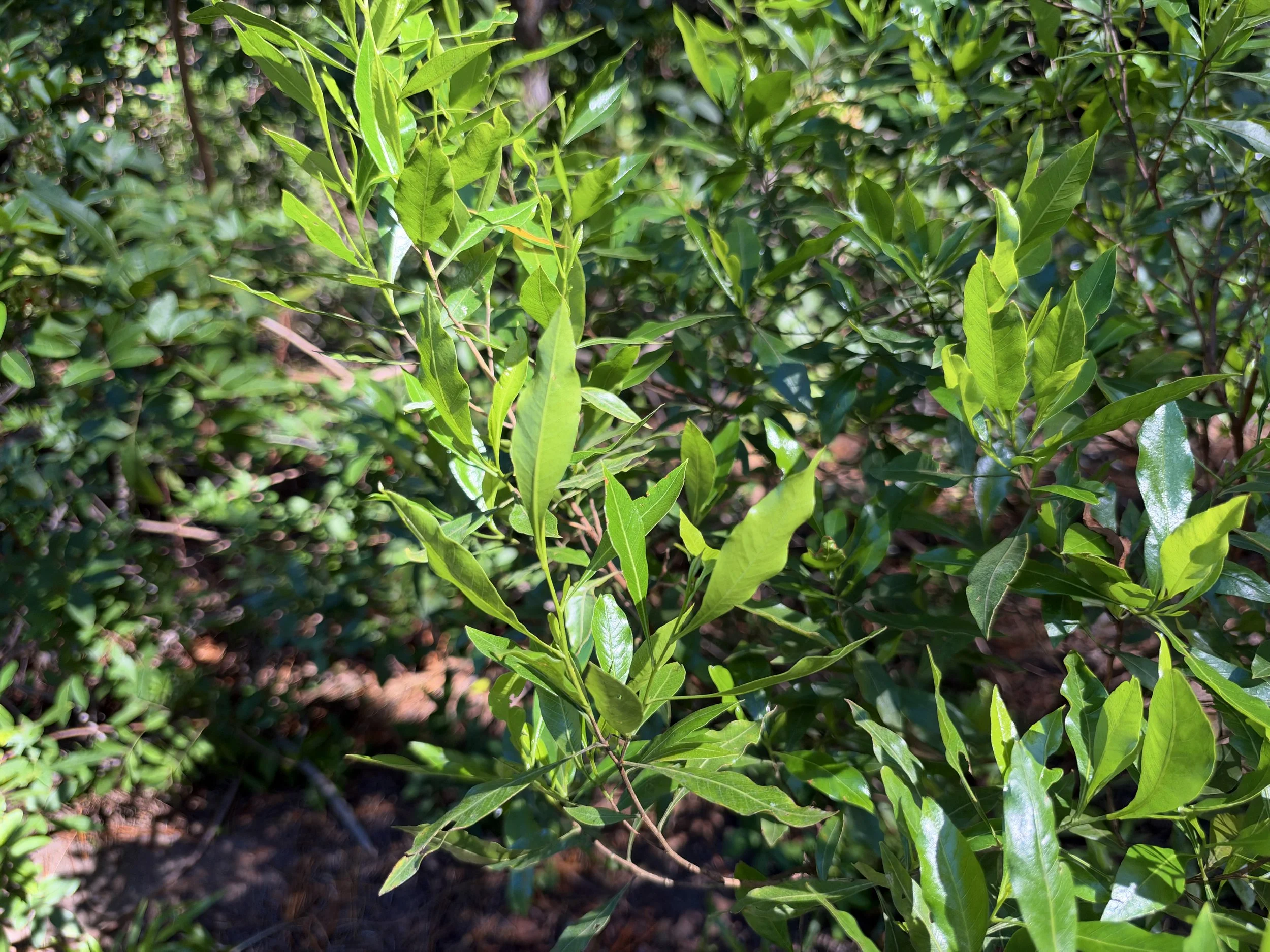 Aalii Dodonaea viscosa