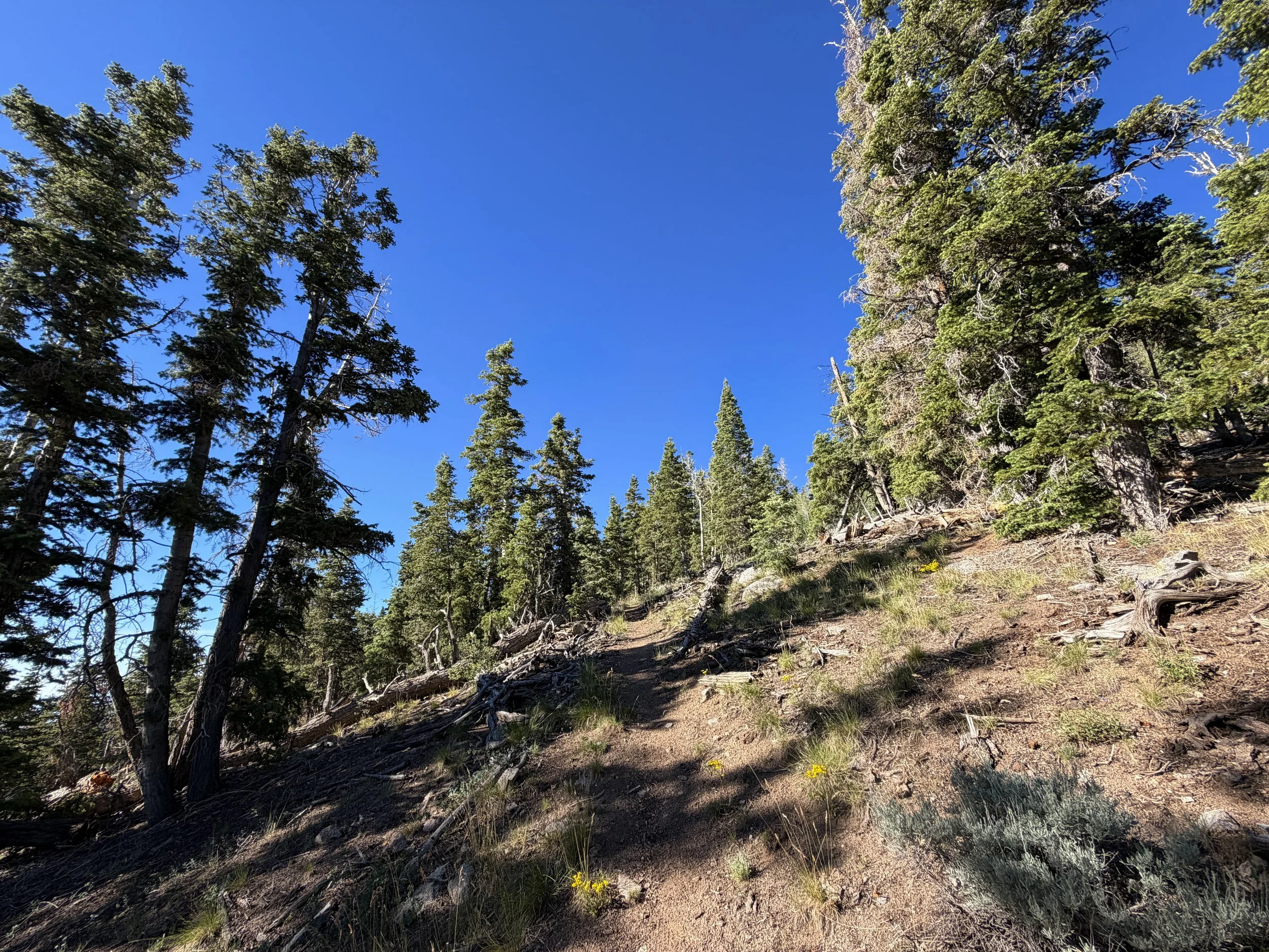 Snake Divide Trail to Mt. Washington Great Basin National Park Nevada